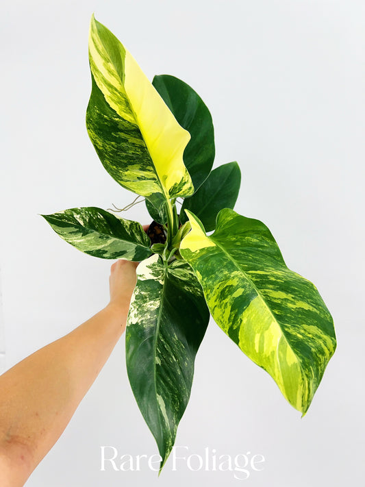 Philodendron Imperial Green Variegated 4” Exact Plant