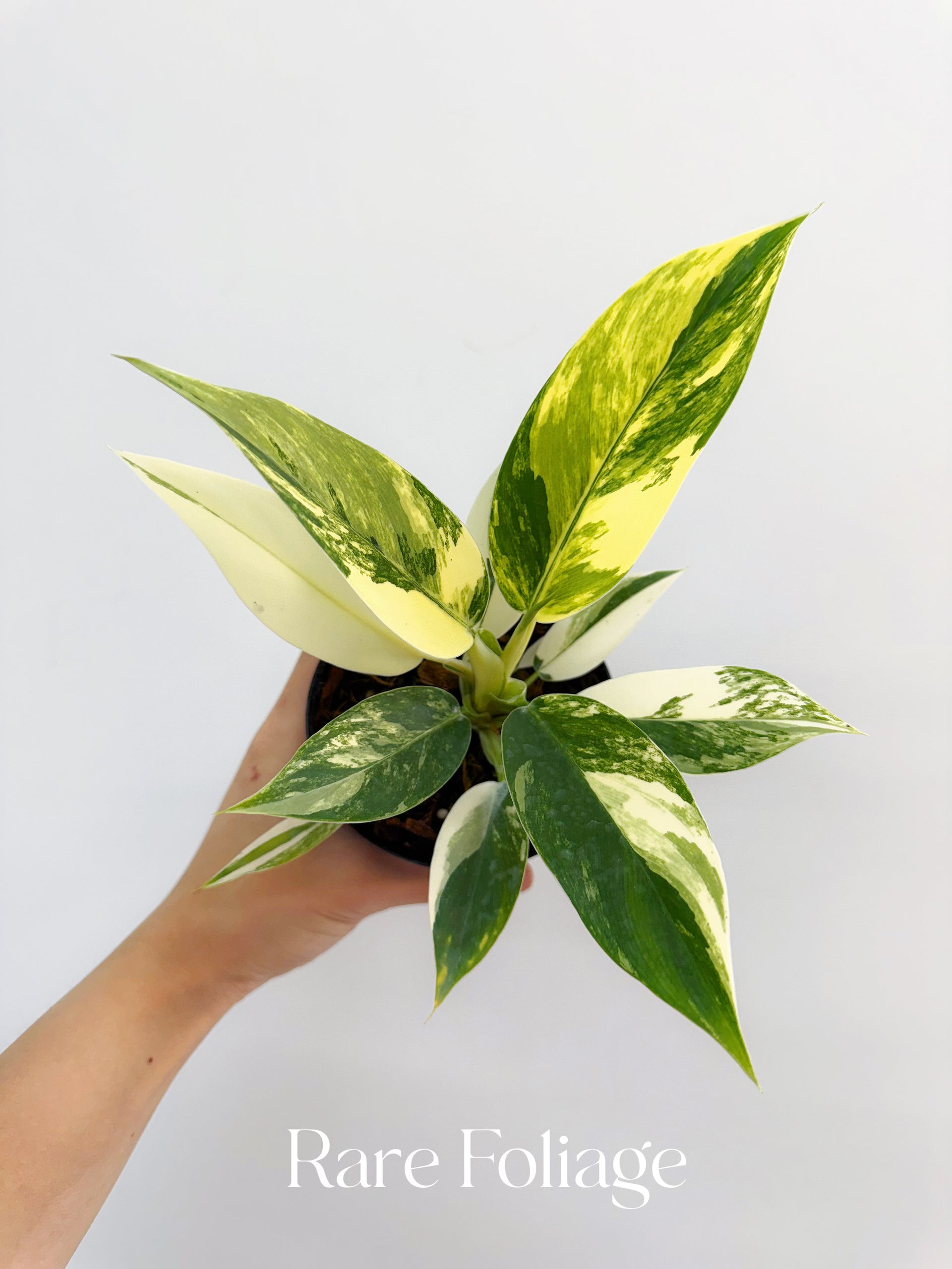 Philodendron Imperial Green Variegated 4  Rare Foliage Plant Co
