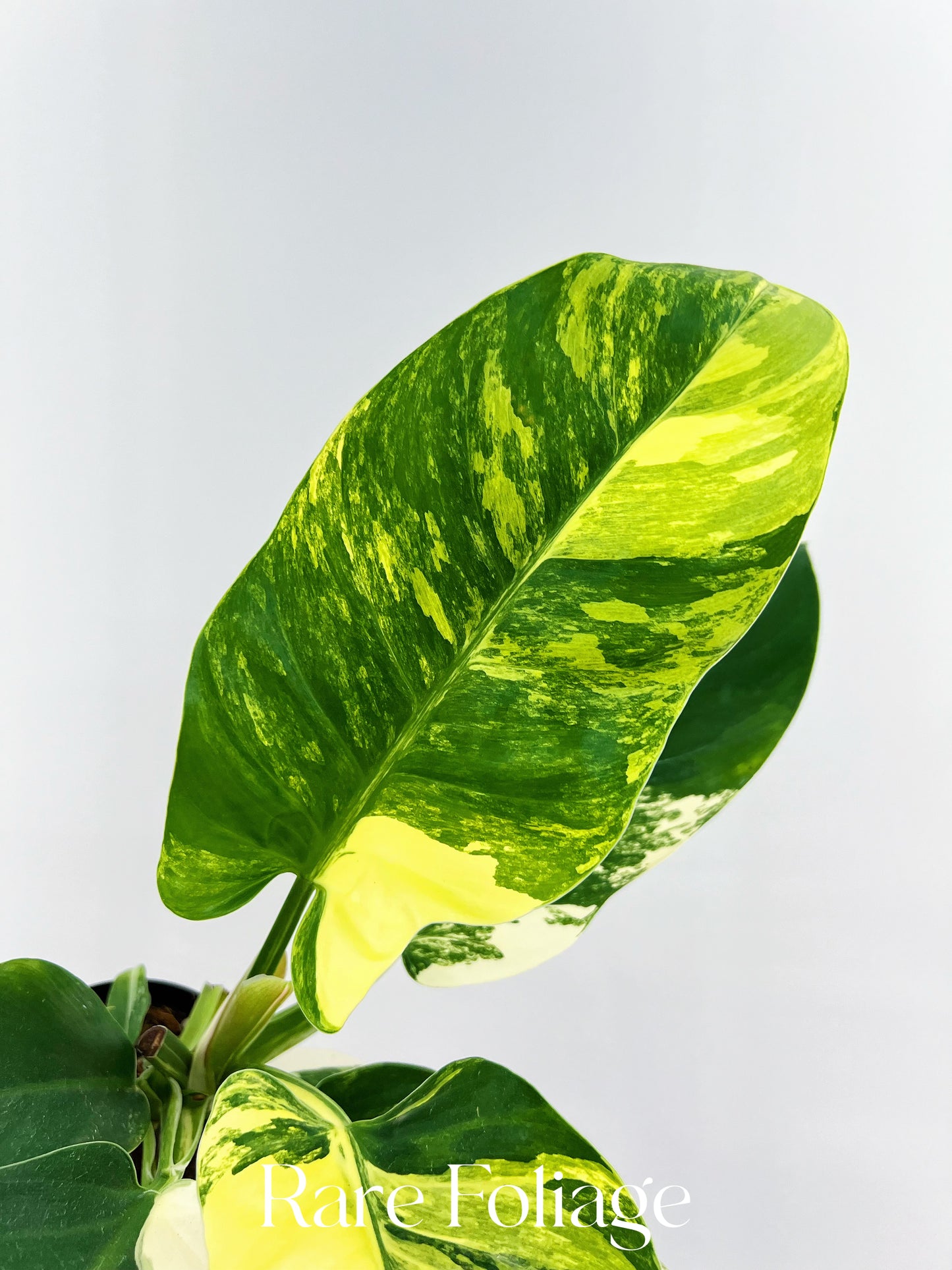 Philodendron Imperial Green Variegated 4” Exact Plant