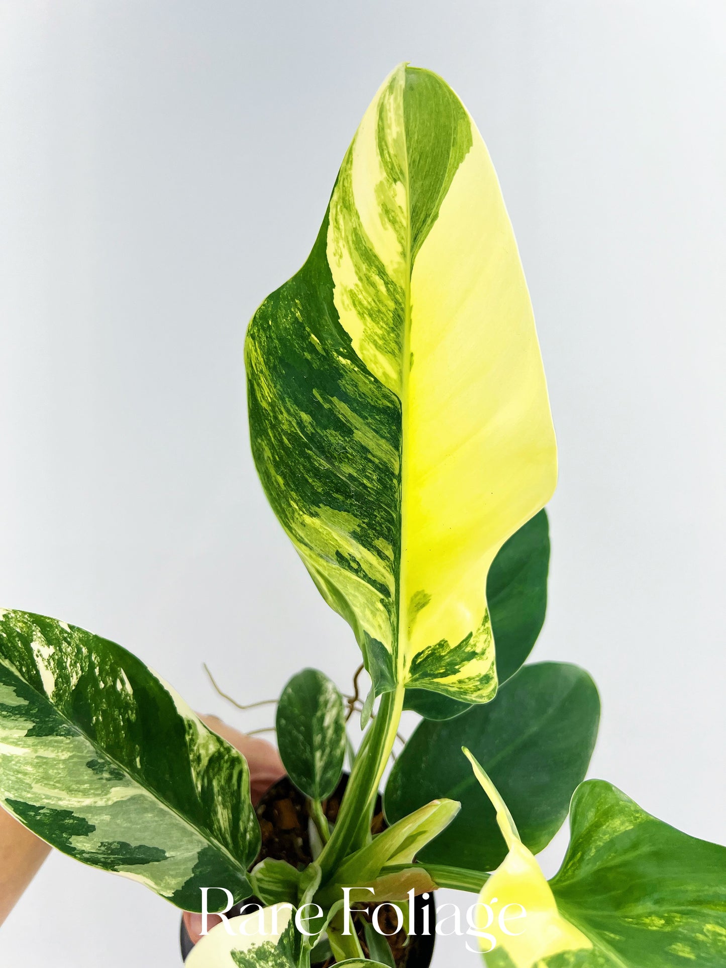 Philodendron Imperial Green Variegated 4” Exact Plant