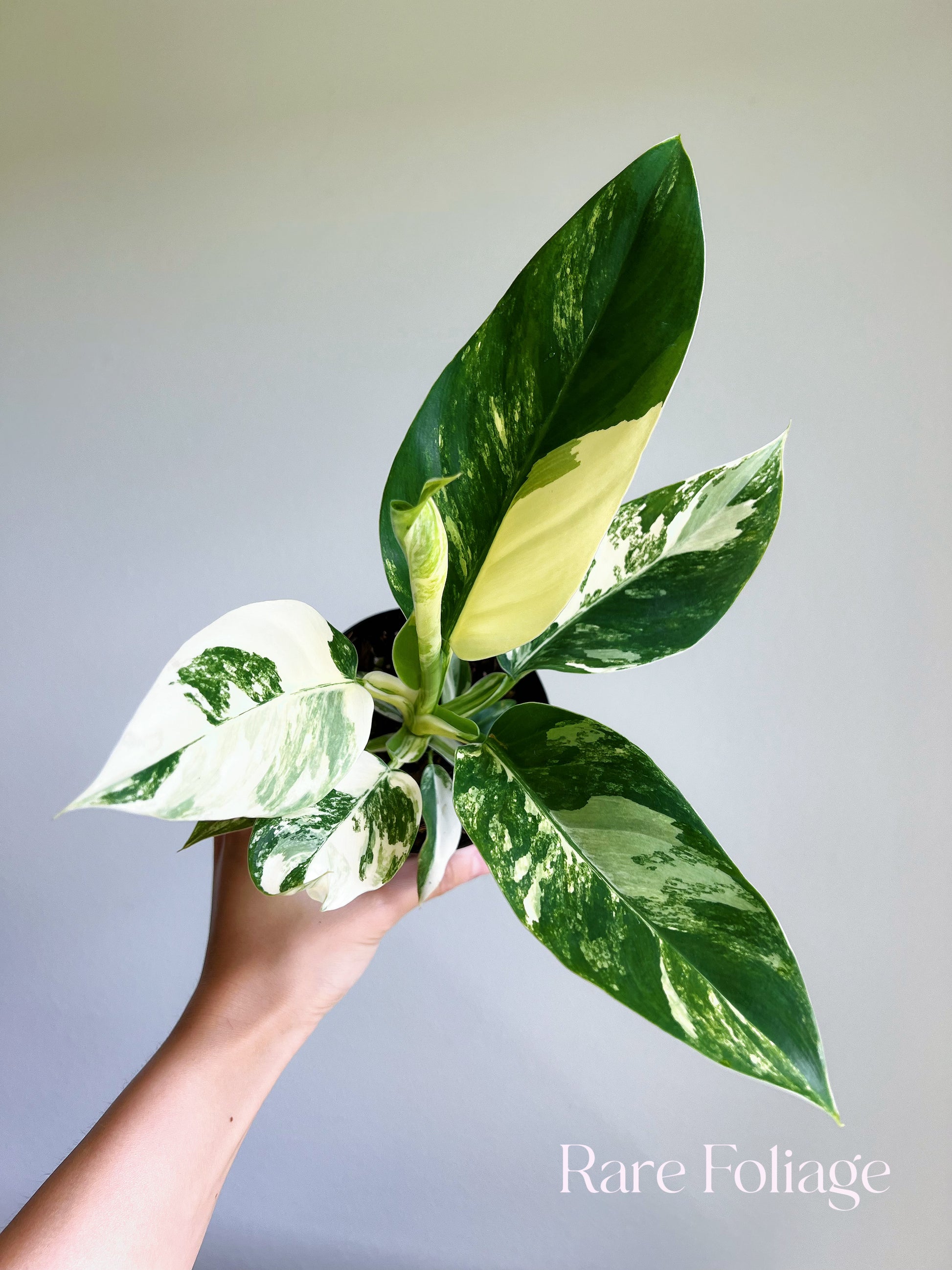 green imperial philodendron Philodendron Imperial Variegated 4"