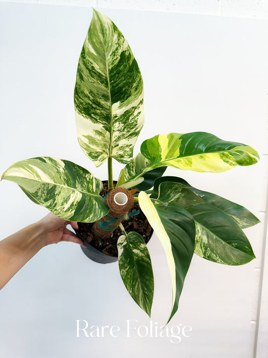Philodendron Imperial Green Variegated 8"