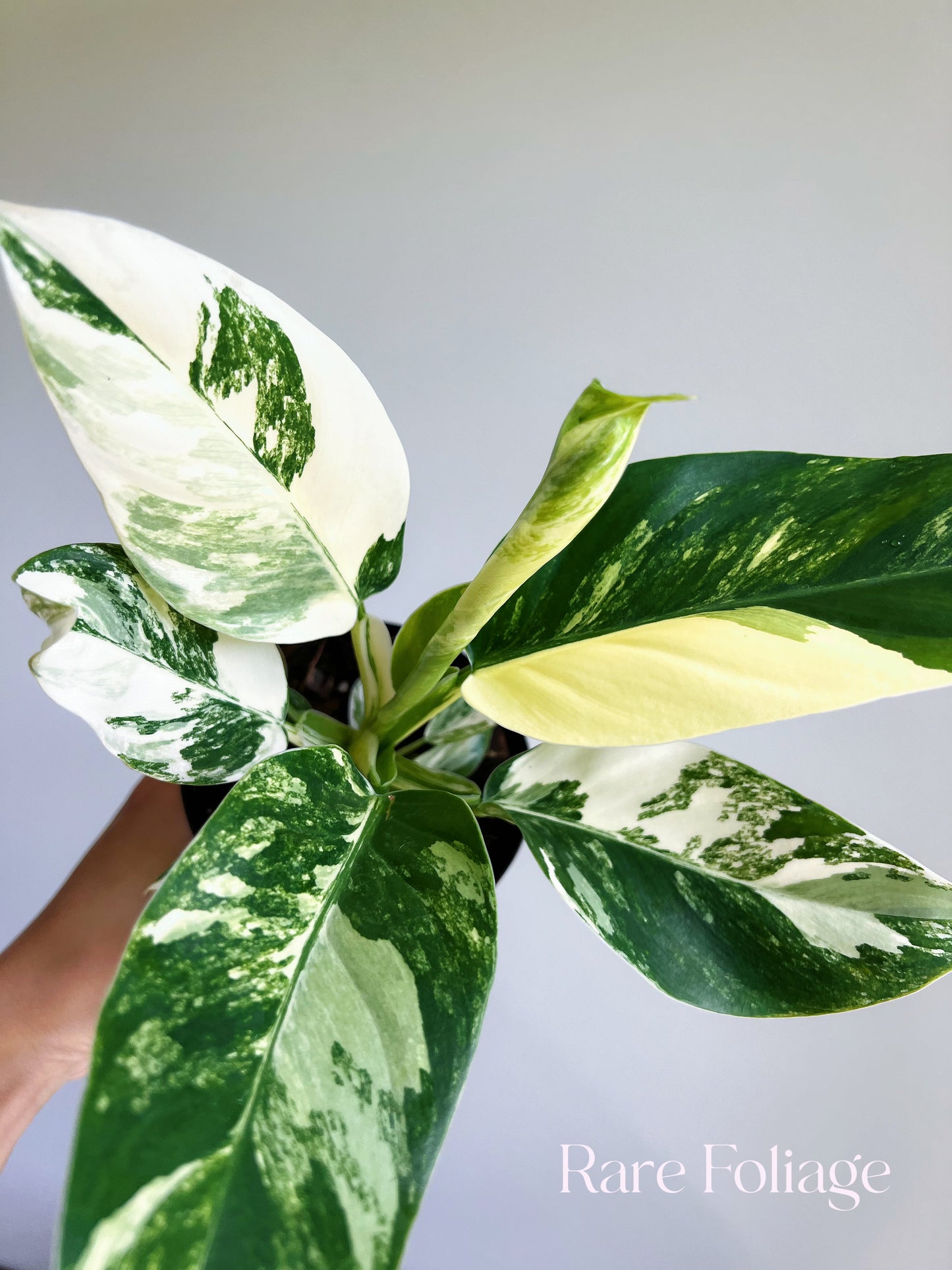 Philodendron Imperial Variegated 4"