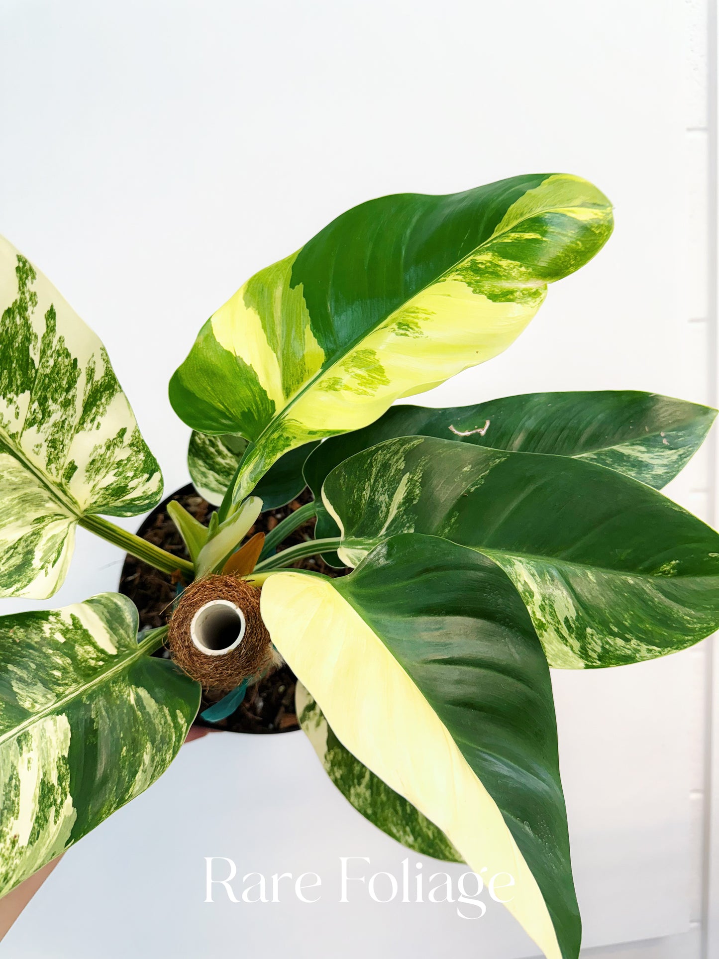 Philodendron Imperial Green Variegated 8"