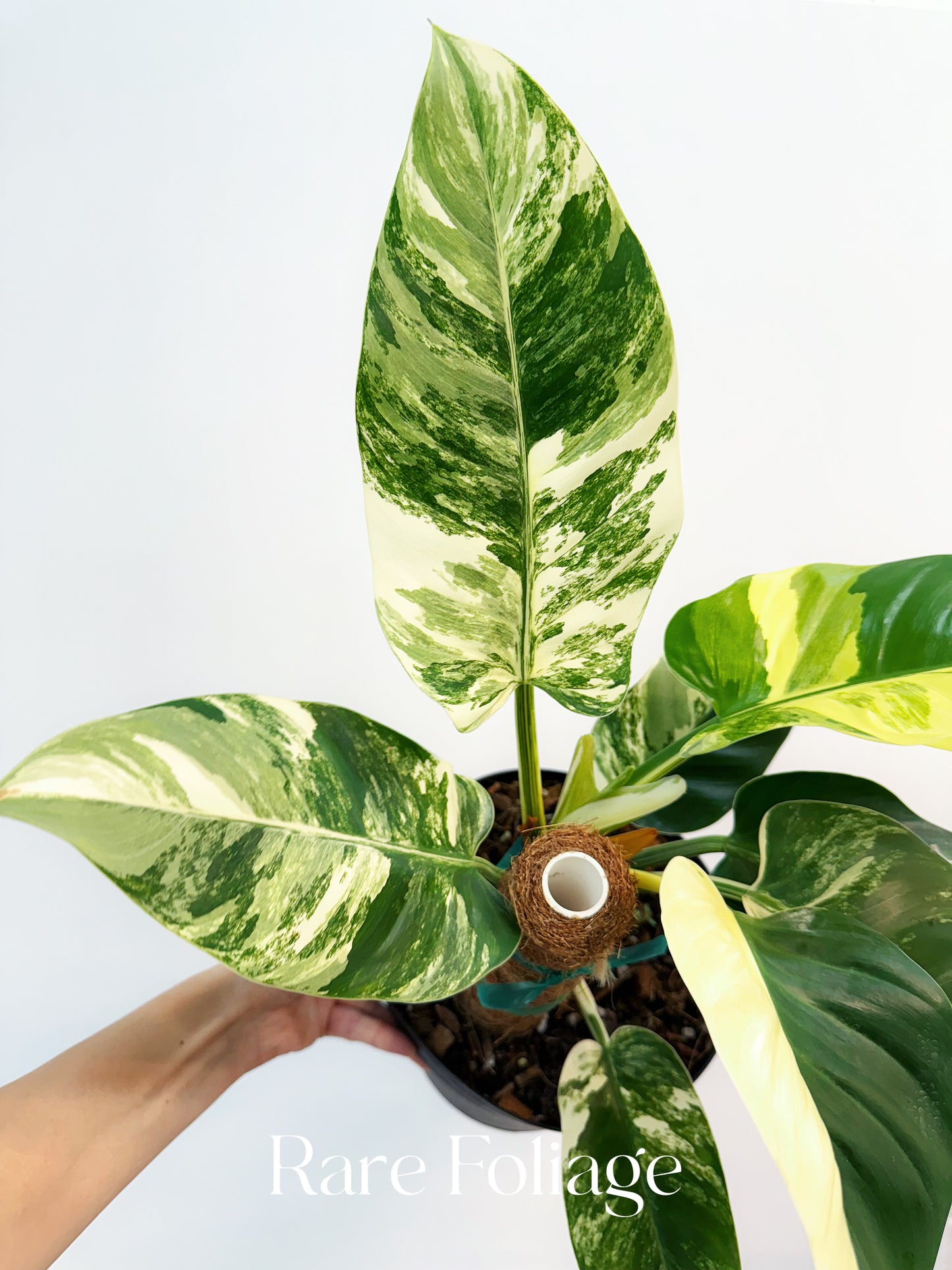 Philodendron Imperial Green Variegated 8"