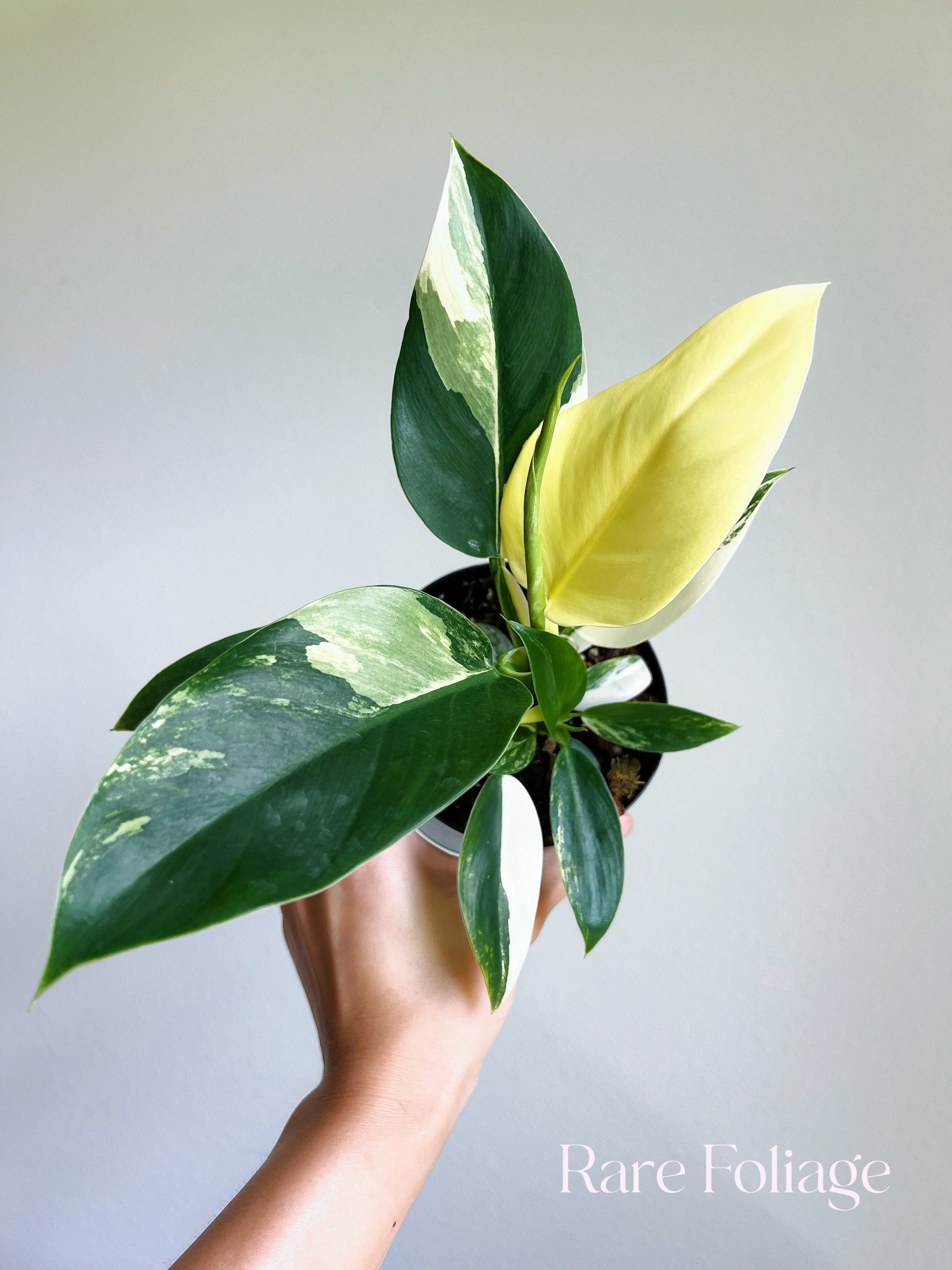 variegated philodendron for sale Philodendron Imperial Variegated 4"