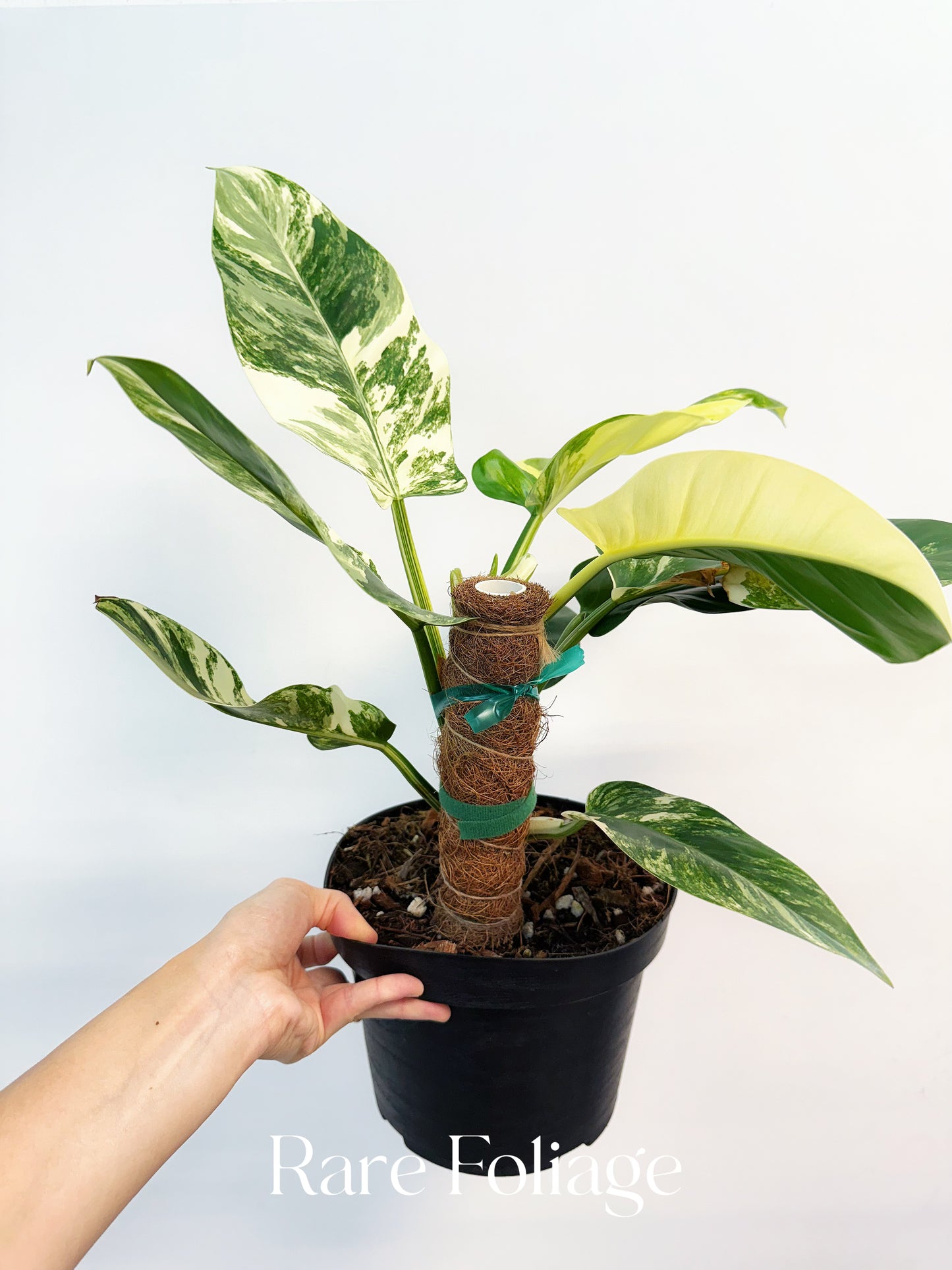 Philodendron Imperial Green Variegated 8"