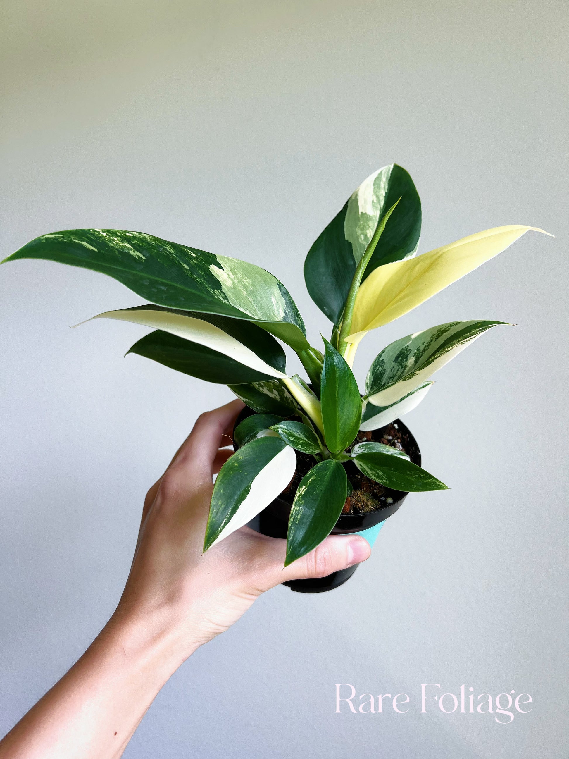 philodendron imperial green variegata Philodendron Imperial Variegated 4" – Rare Foliage Plant Co