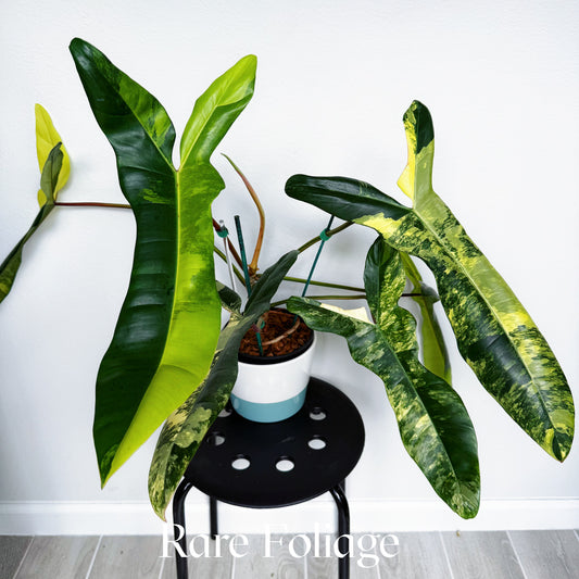 Philodendron Jennifer (Florida Beauty x Billietiae) 6” Exact Plant