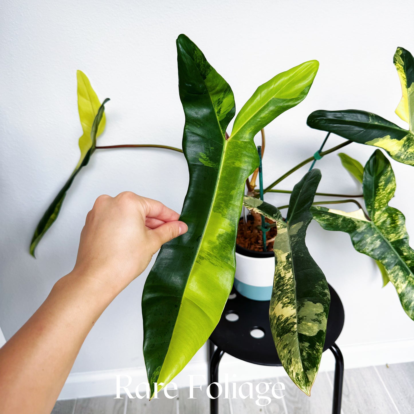 Philodendron Jennifer (Florida Beauty x Billietiae) 6” Exact Plant