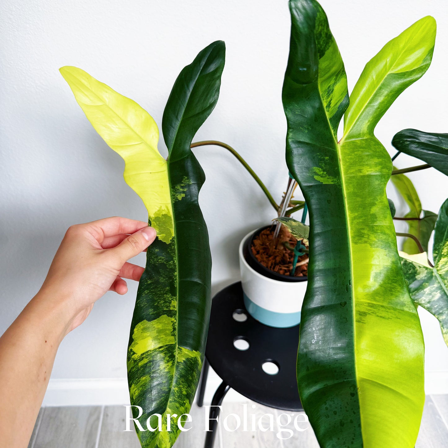 Philodendron Jennifer (Florida Beauty x Billietiae) 6” Exact Plant