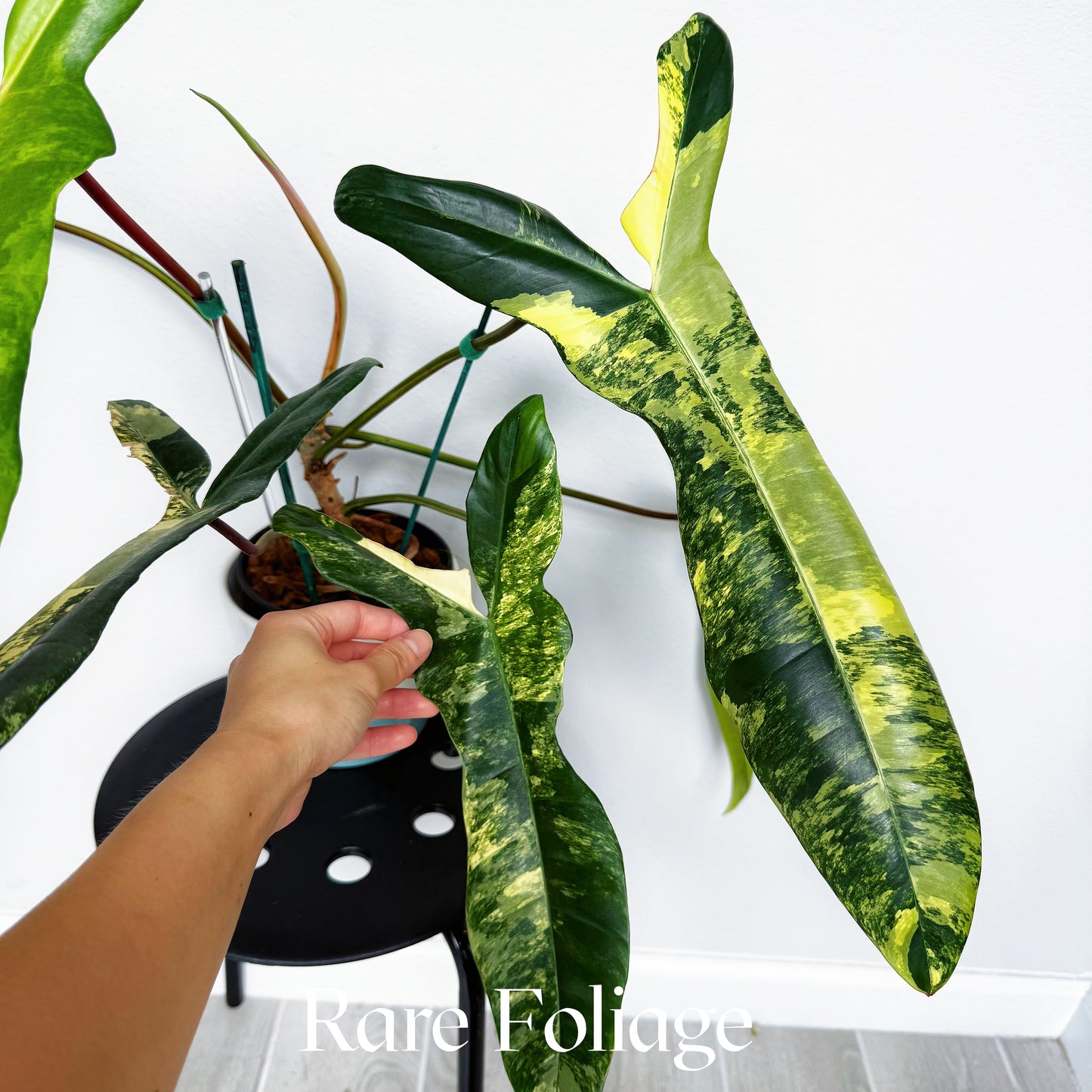 Philodendron Jennifer (Florida Beauty x Billietiae) 6” Exact Plant