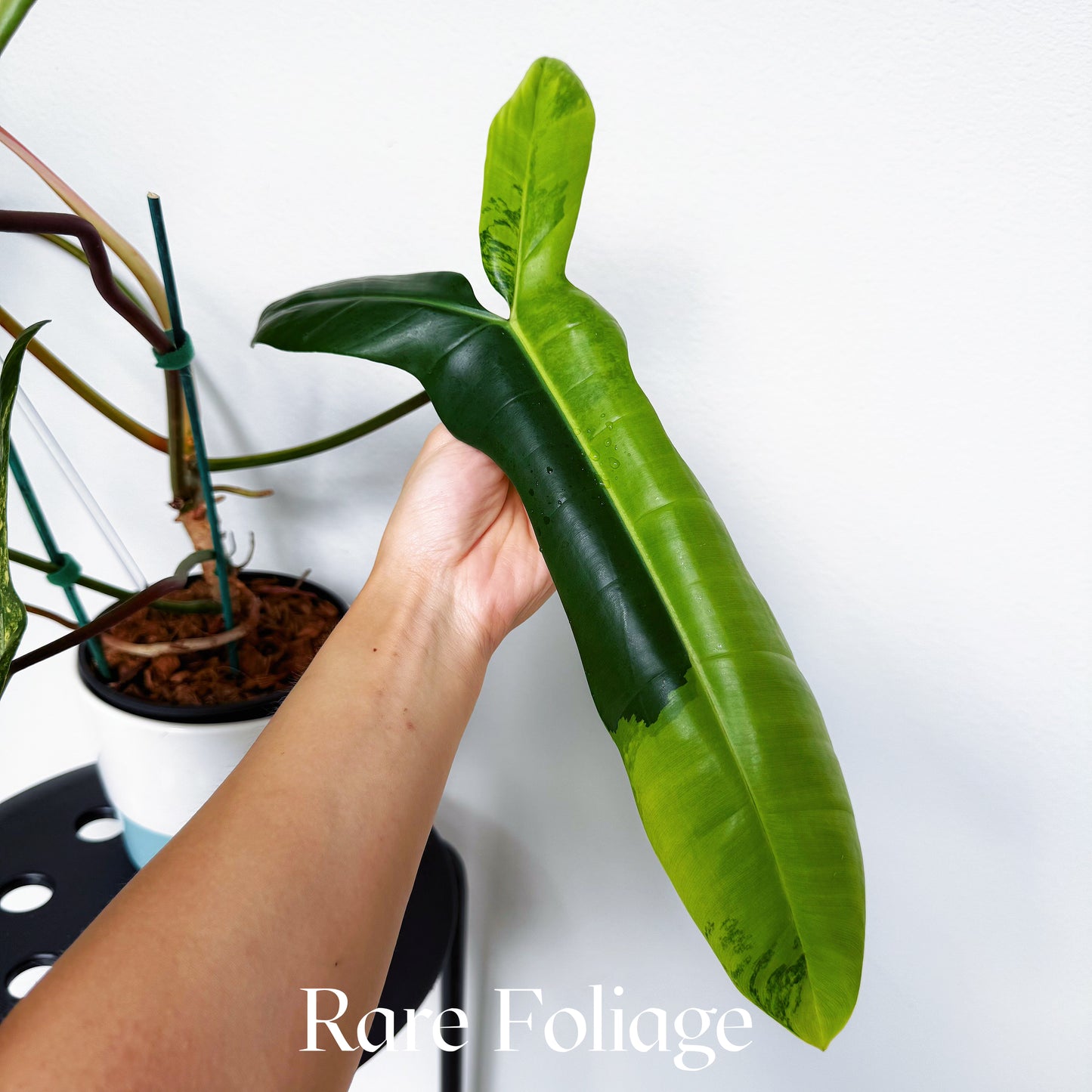 Philodendron Jennifer (Florida Beauty x Billietiae) 6” Exact Plant