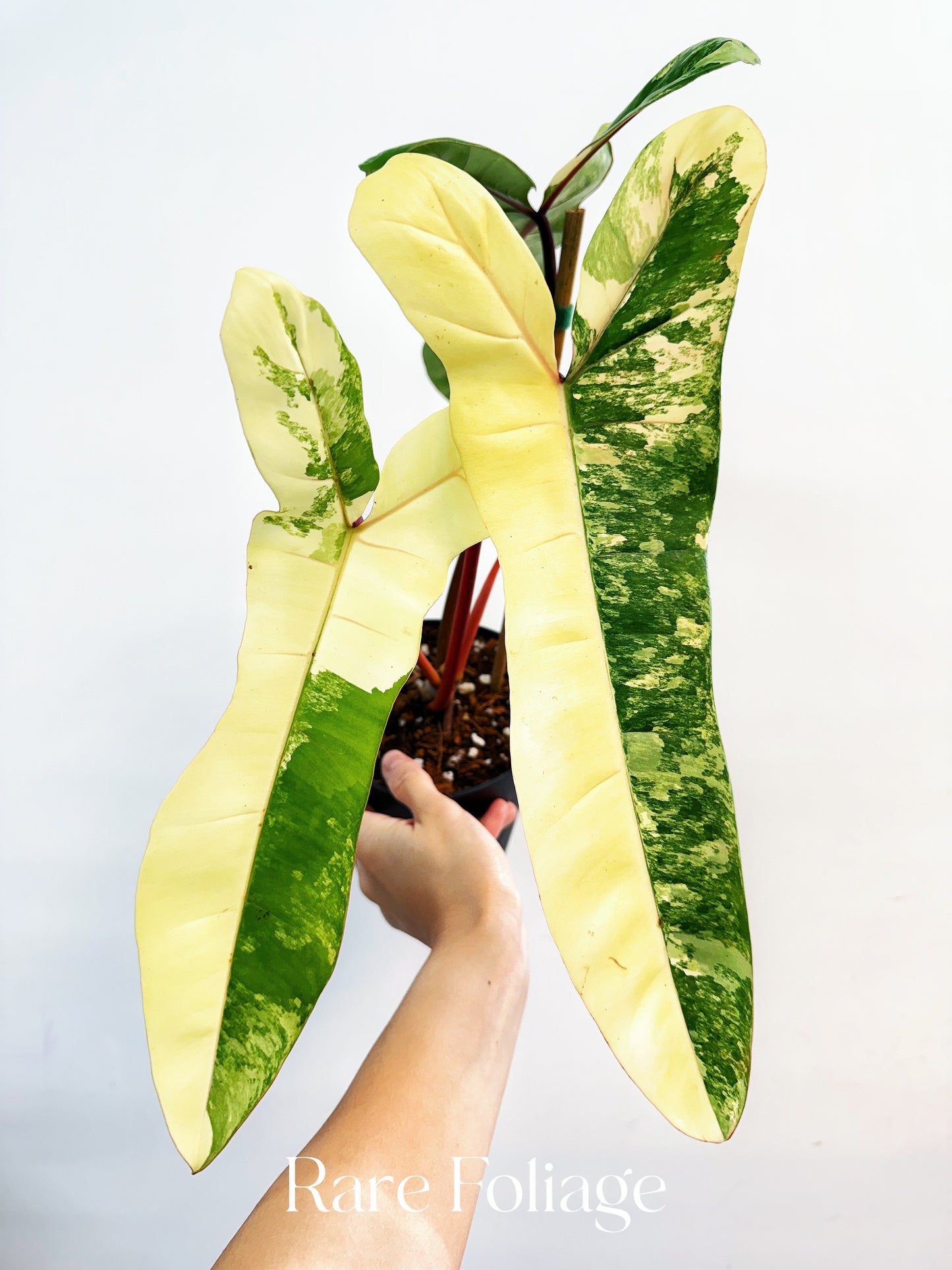 Philodendron Jennifer (Florida Beauty x Billietiae) 6” Exact Plant