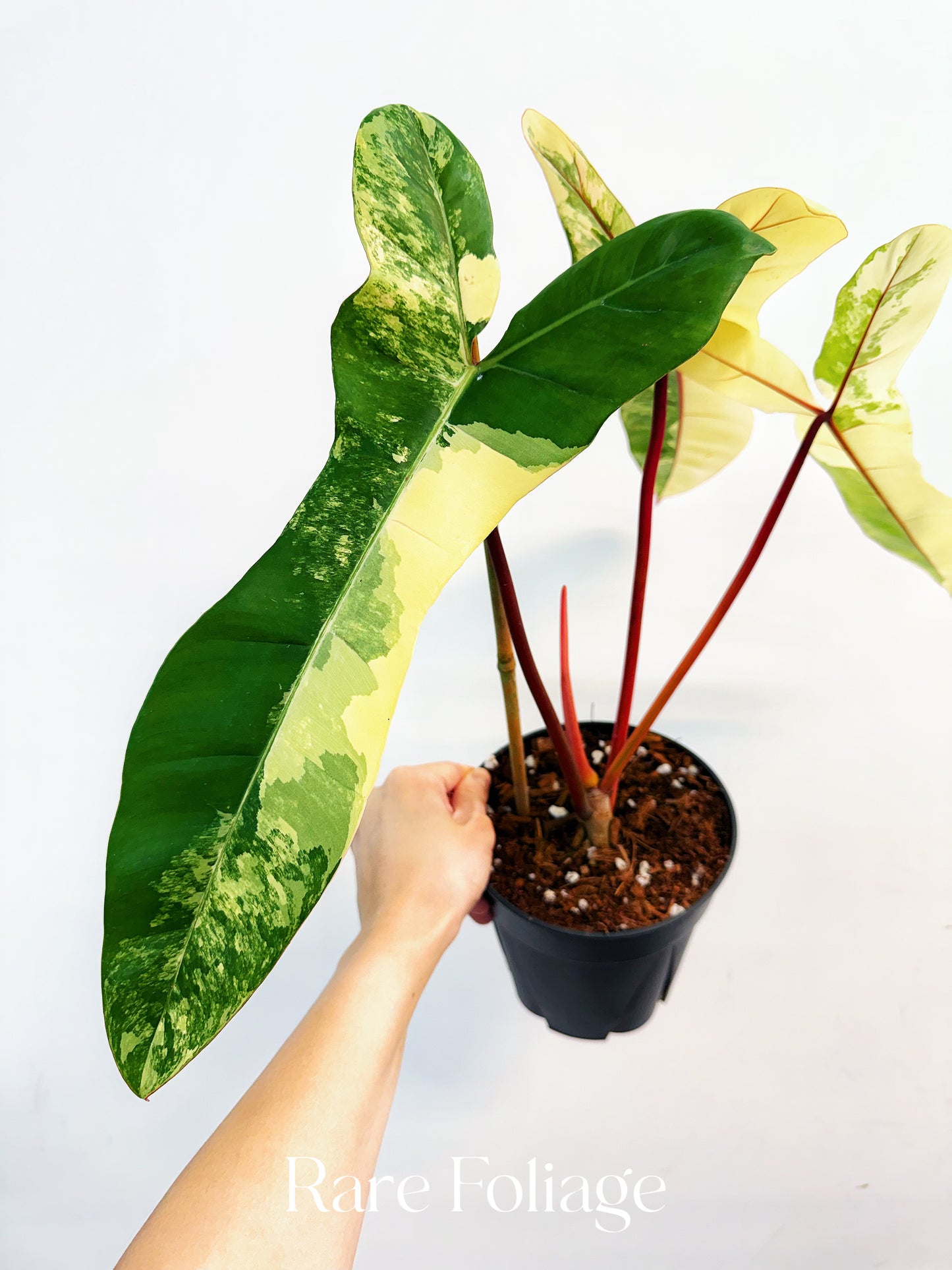 Philodendron Jennifer (Florida Beauty x Billietiae) 6” Exact Plant