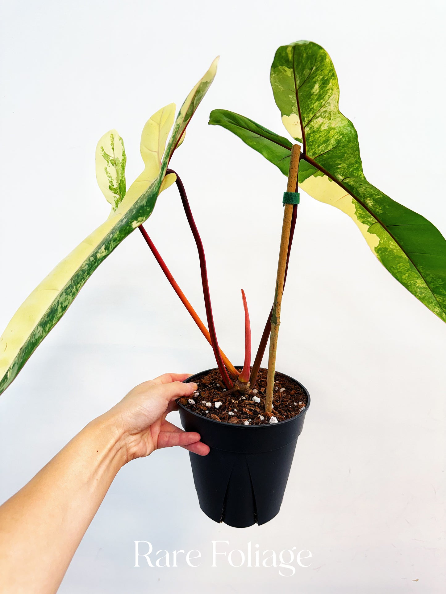 Philodendron Jennifer (Florida Beauty x Billietiae) 6” Exact Plant