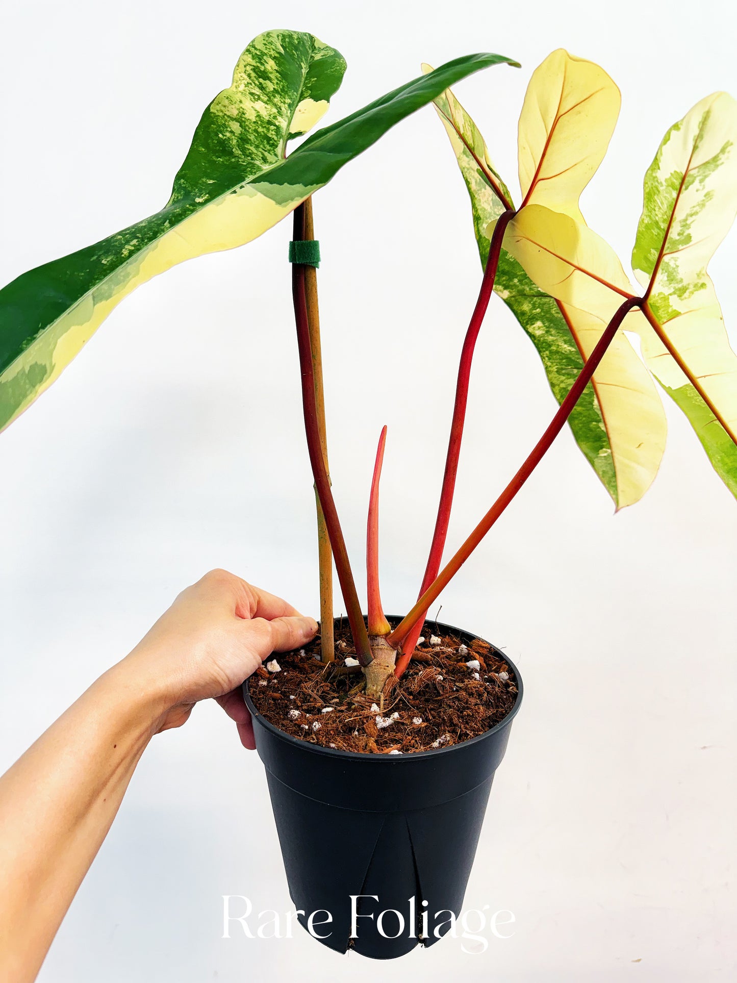 Philodendron Jennifer (Florida Beauty x Billietiae) 6” Exact Plant