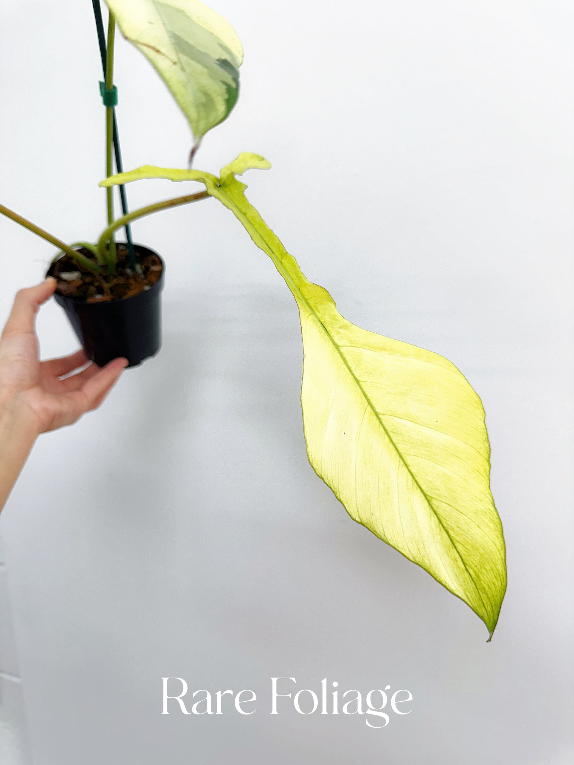 速達【フィロデンドロン・ジョーピー　mint var.】 Philodendron Joepii Mint Variegated 4” Exact Plant – Rare Foliage