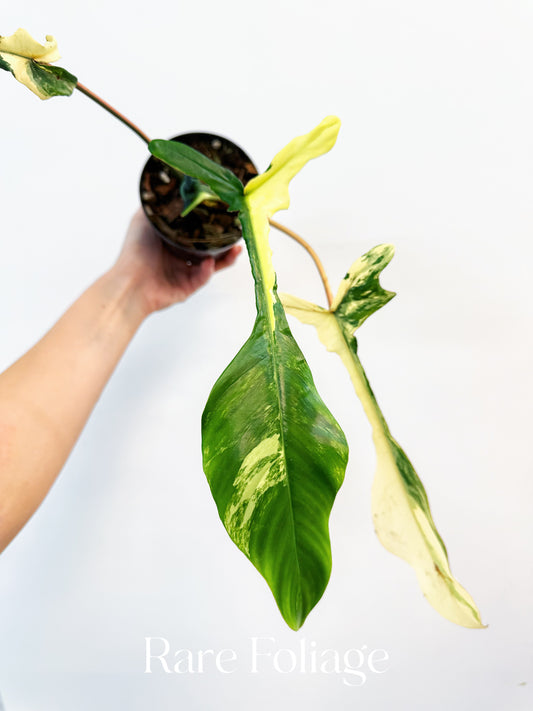 Collector’s Plant Philodendron Joepii Variegated 4” Exact Plant