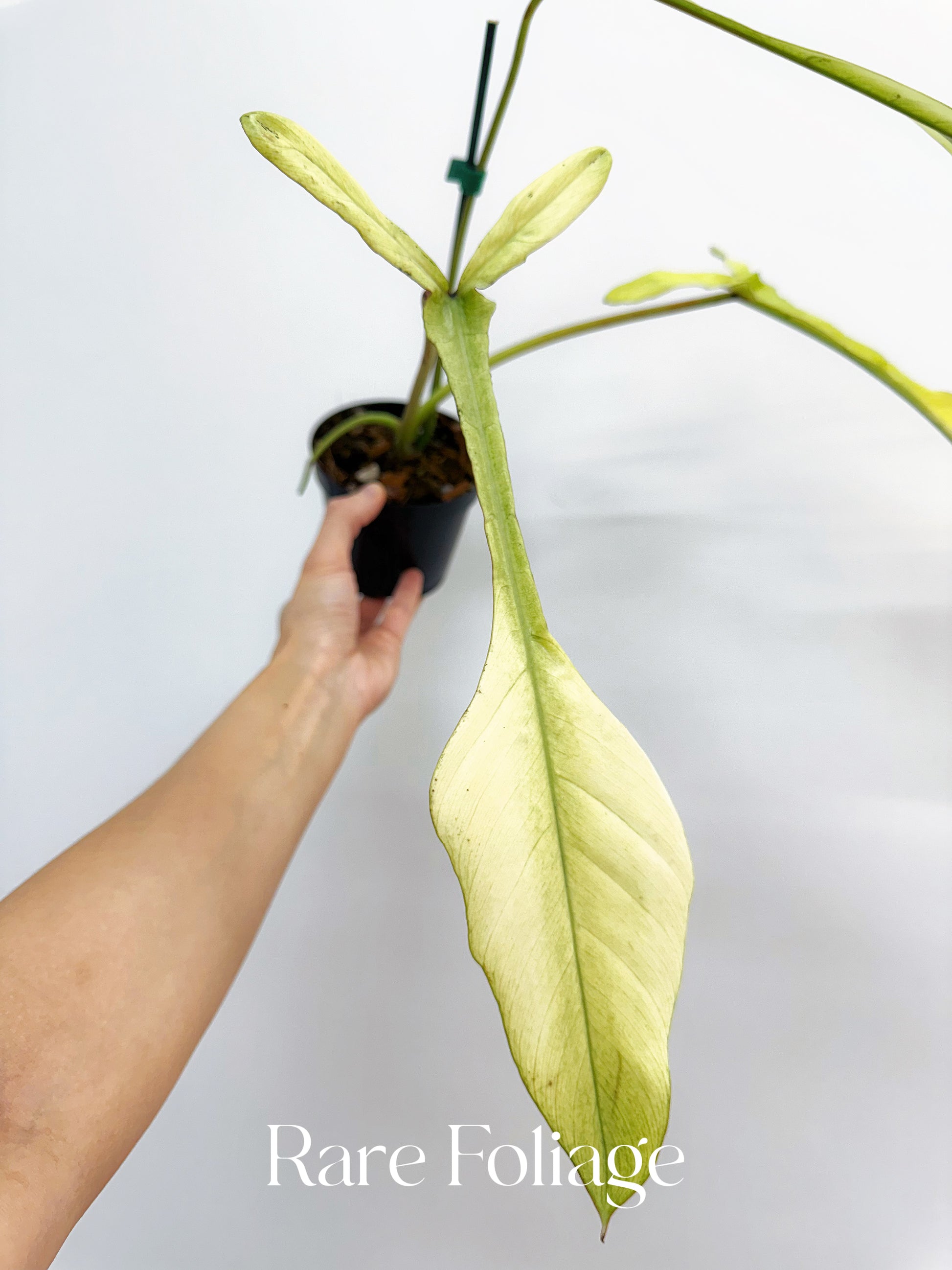 philodendron joepii care Philodendron Joepii Mint Variegated 4” Exact Plant