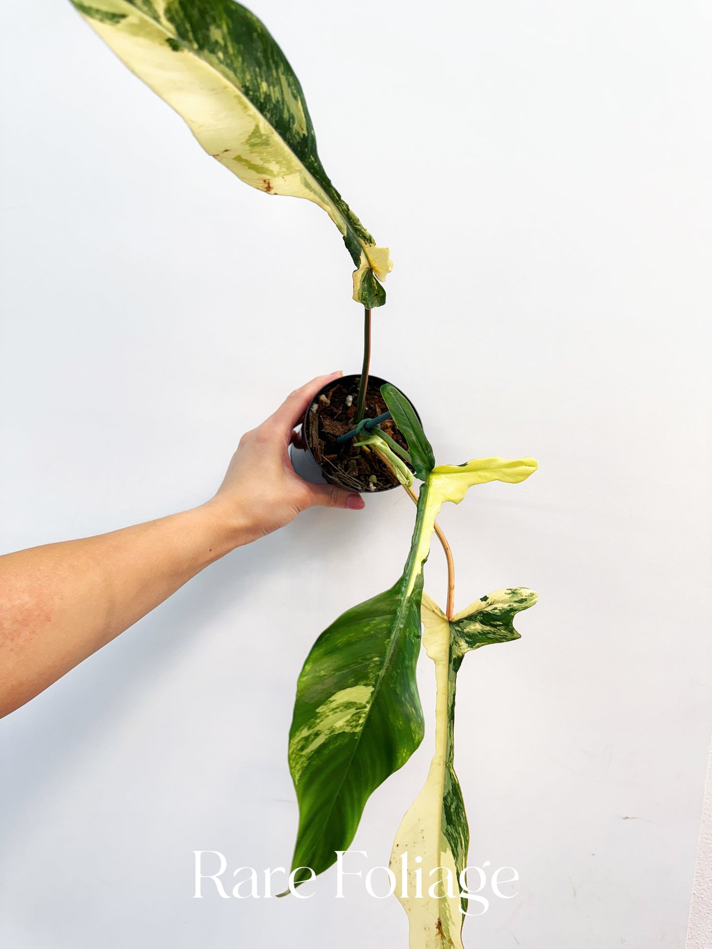 Collector’s Plant Philodendron Joepii Variegated 4” Exact Plant