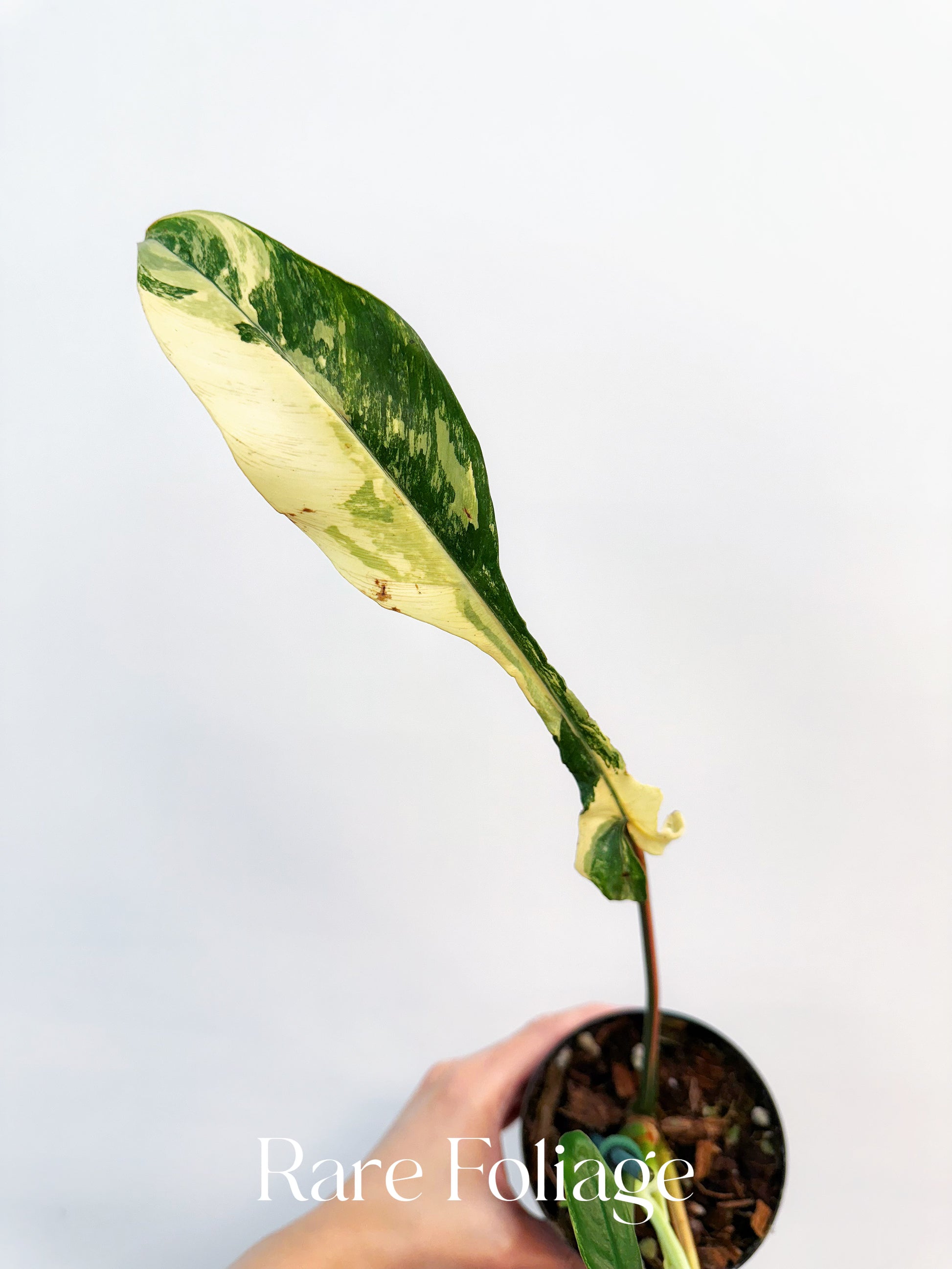 philodendron joepii buy Collector’s Plant Philodendron Joepii Variegated 4” Exact Plant