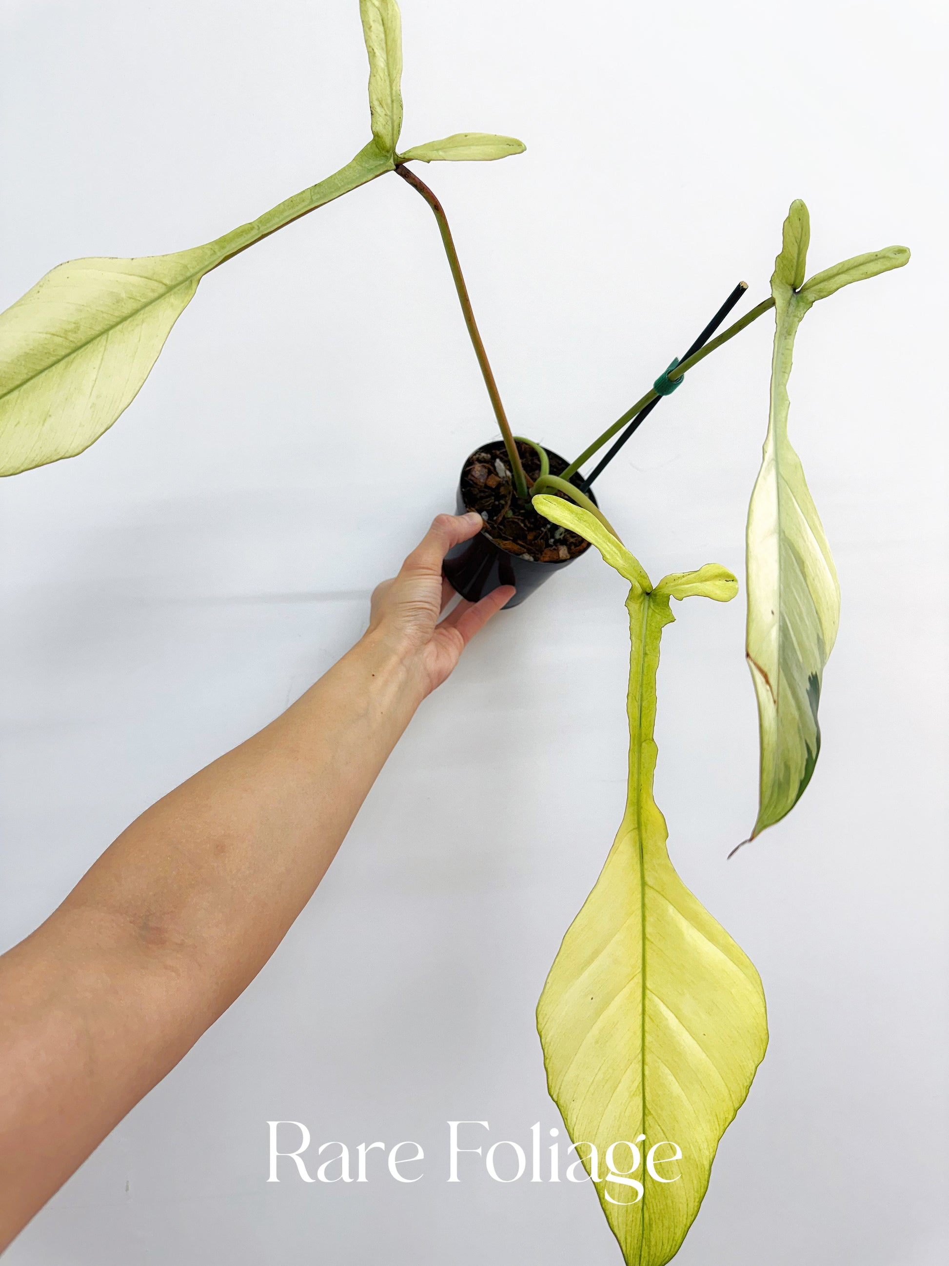 philodendron joepii price Philodendron Joepii Mint Variegated 4” Exact Plant