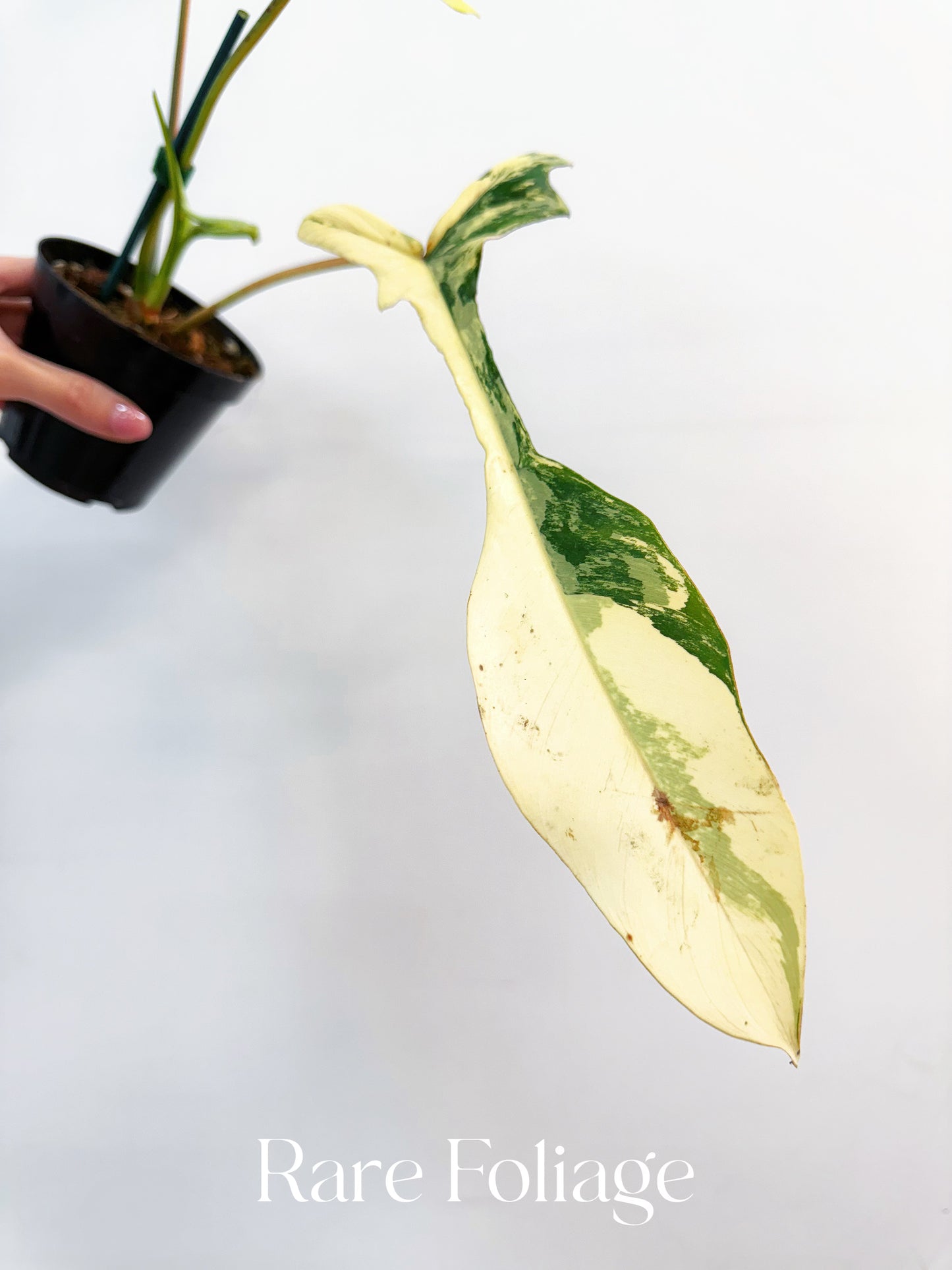 philodendron joepii why so expensive Collector's Plant Philodendron Joepii Variegated 4” Exact Plant – Rare Foliage Plant Co