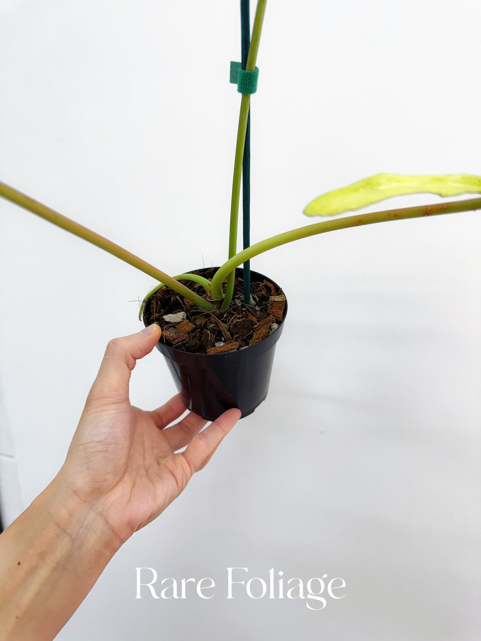 Philodendron Joepii Mint Variegated 4” Exact Plant – Rare Foliage Philodendron Joepii Mint Variegated 4” Exact Plant – Rare Foliage