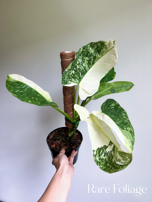 Philodendron Jose Buono 6" Highly Variegated