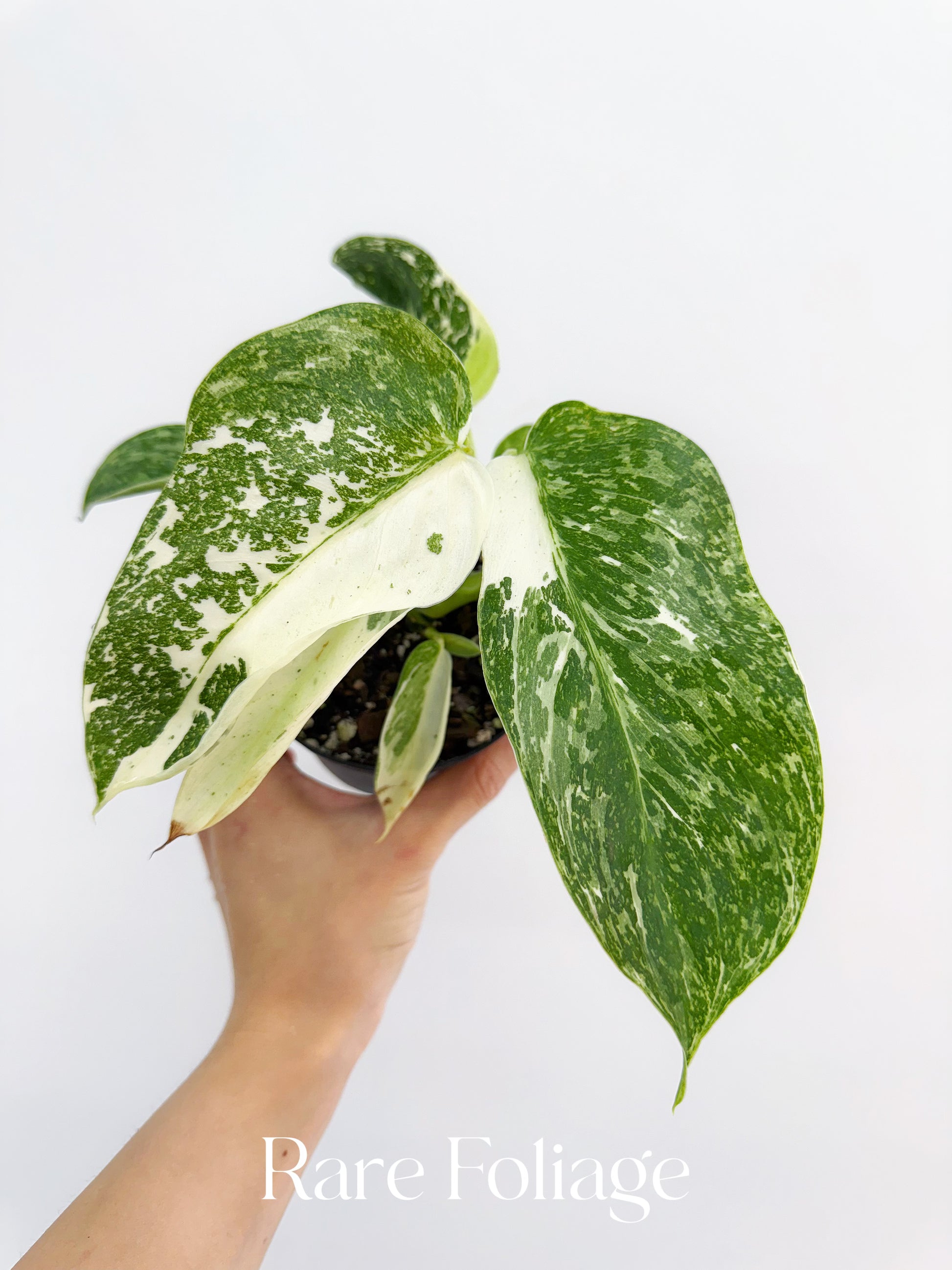 philodendron jose buono Philodendron Jose Buono Highly Variegated 4”