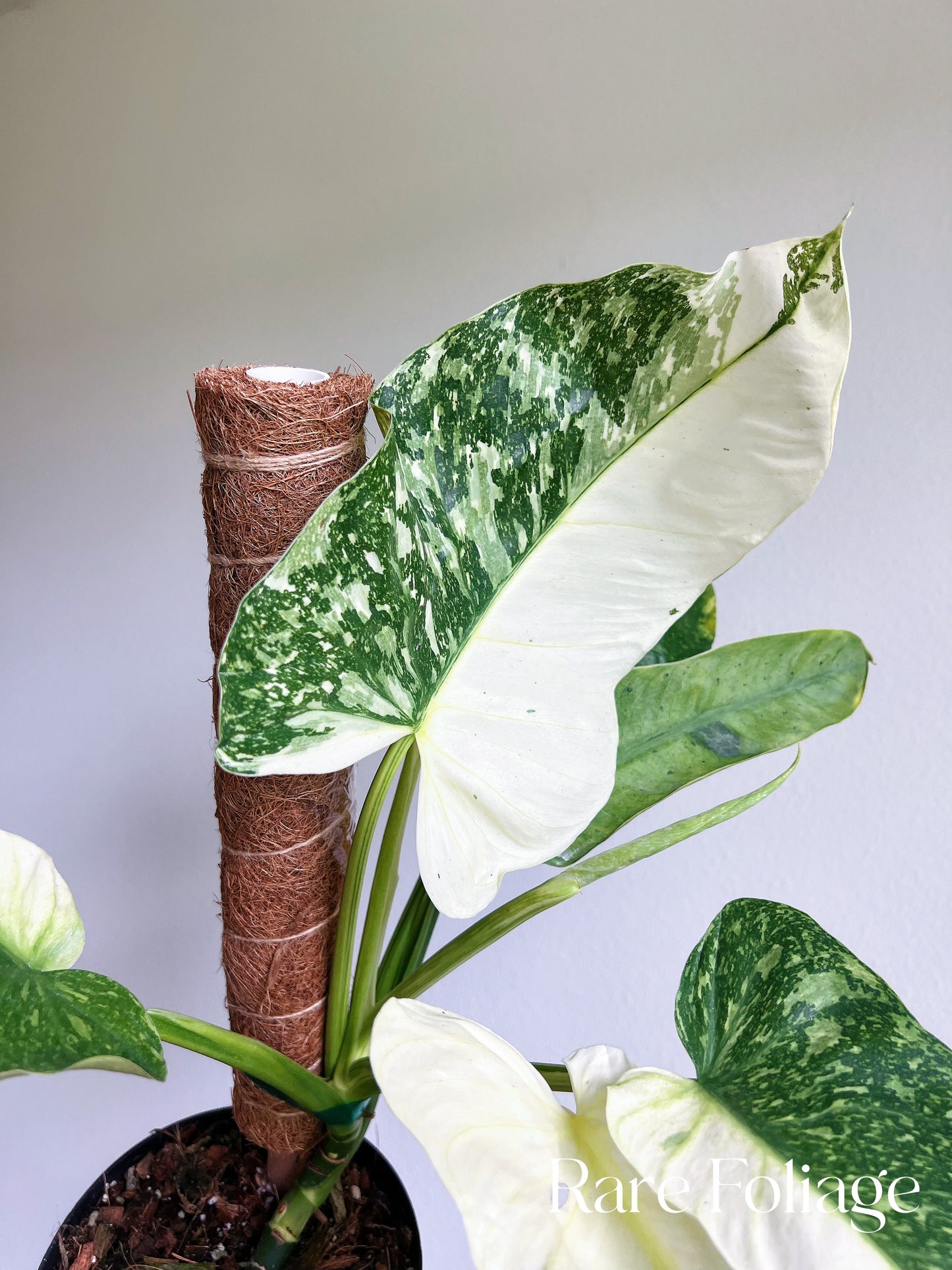 Philodendron Jose Buono 6" Highly Variegated