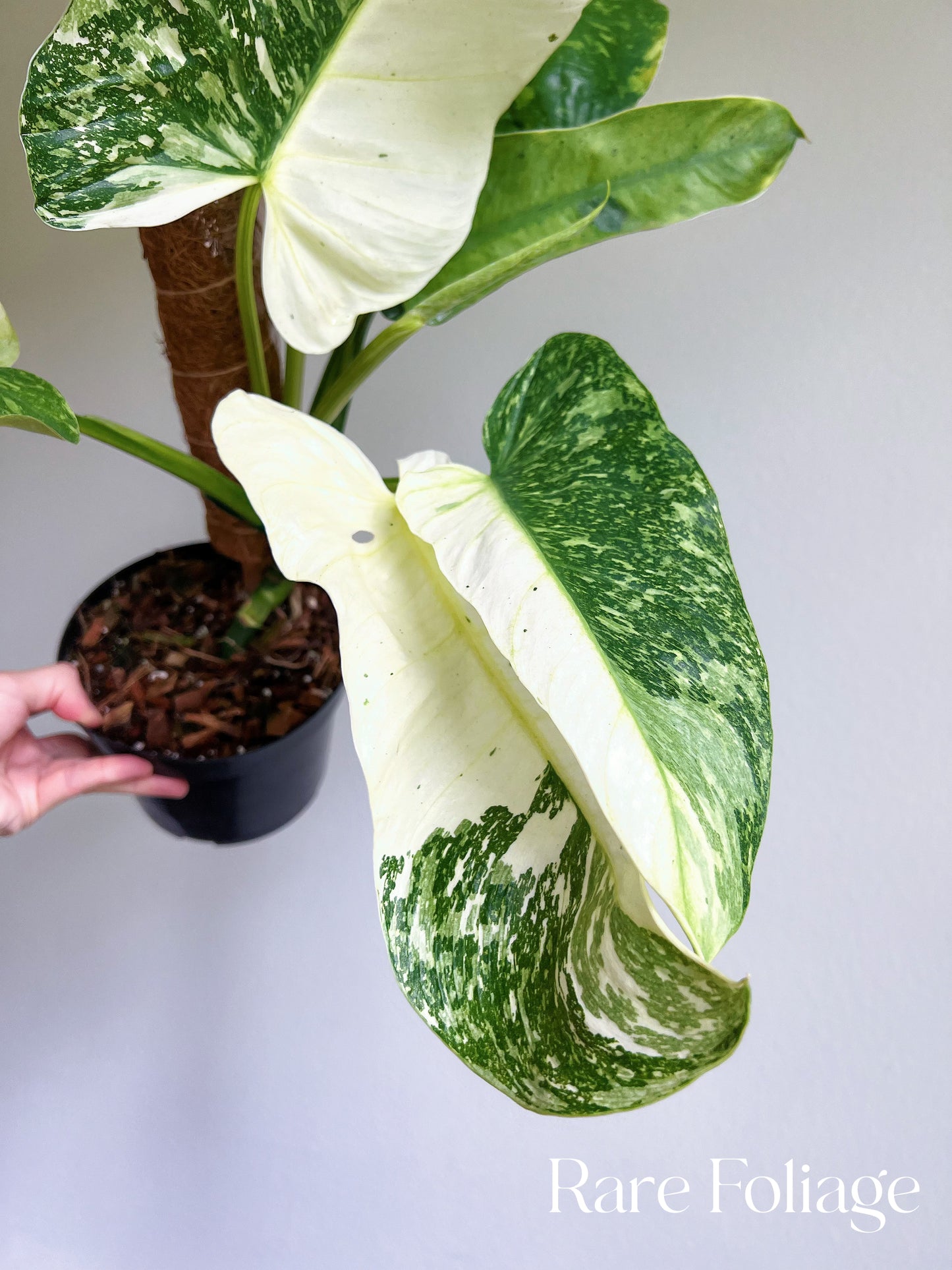 Philodendron Jose Buono 6" Highly Variegated