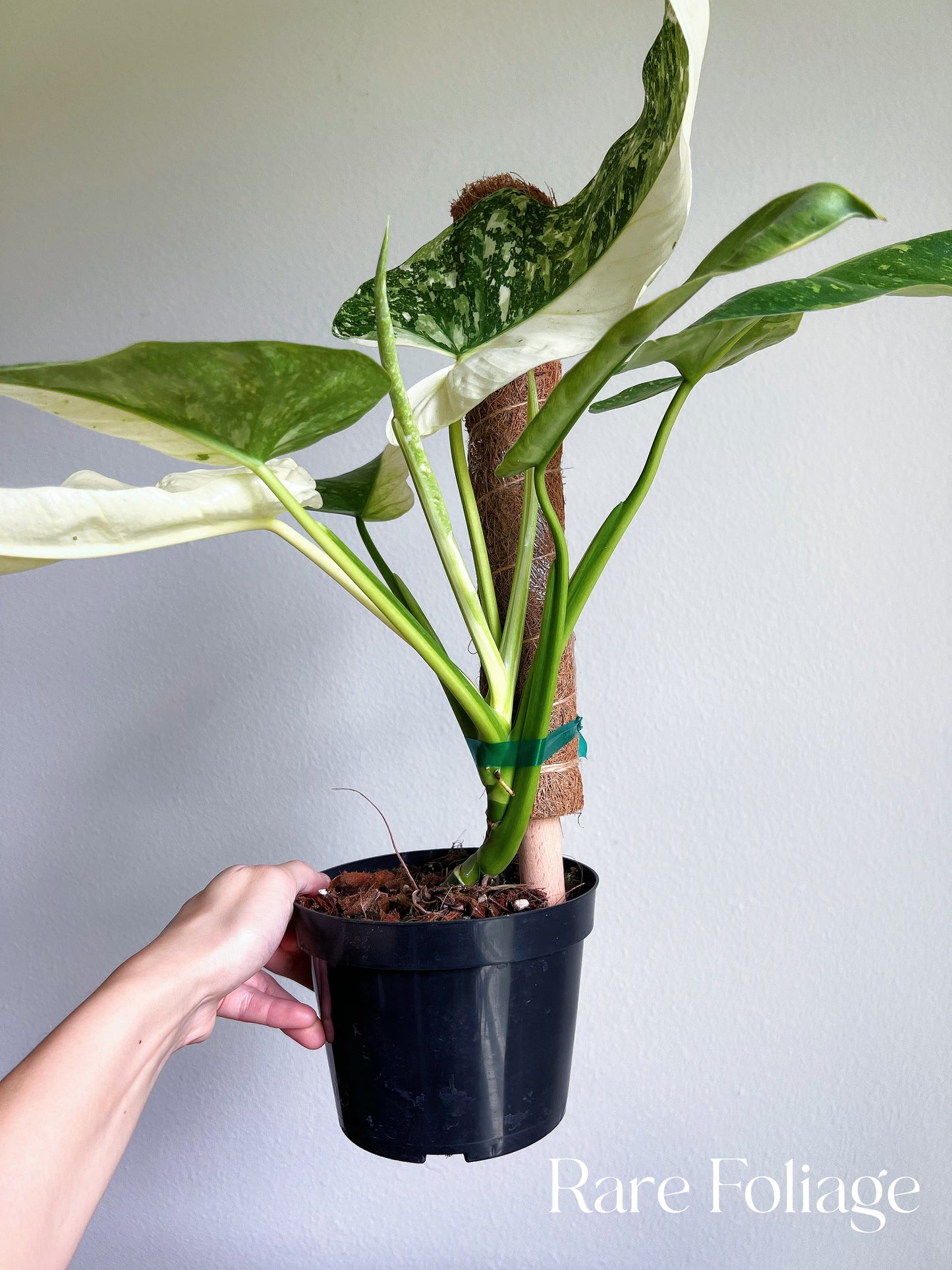 Philodendron Jose Buono 6" Highly Variegated