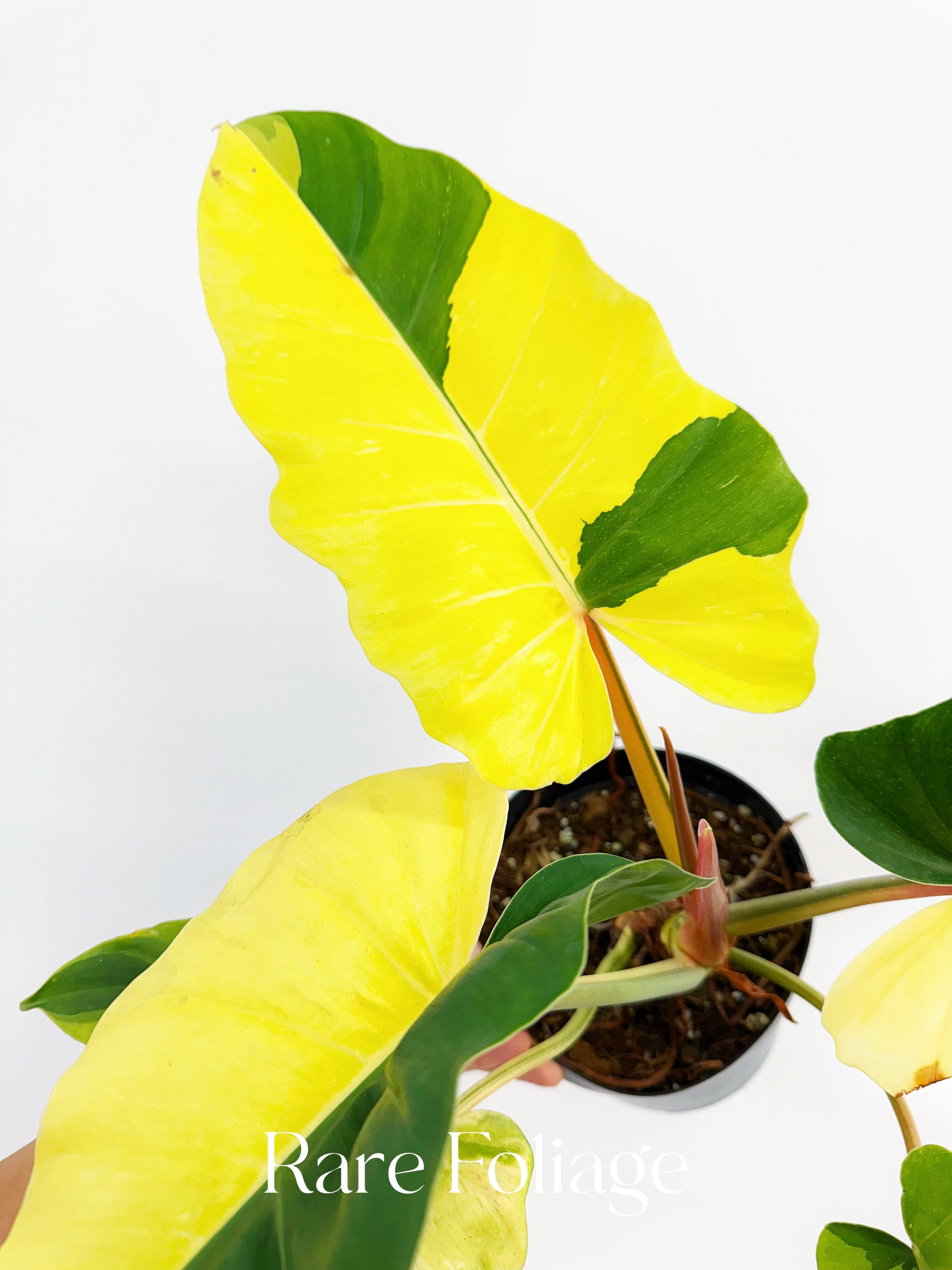 yellow variegated philodendron Philodendron Jungle Fever Variegated 6” Exact Plant
