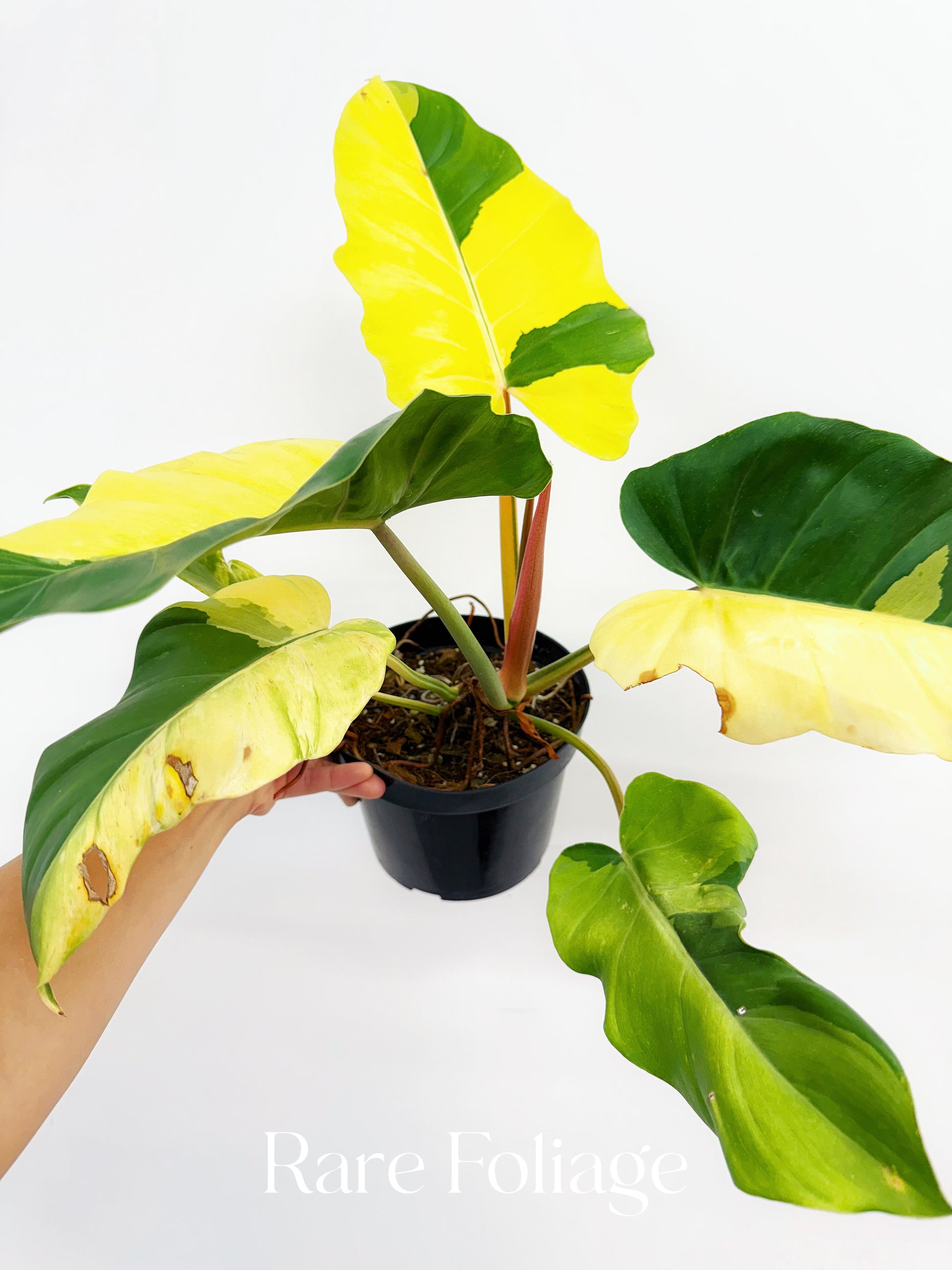 philodendron jungle fan Philodendron Jungle Fever Variegated 6” Exact Plant