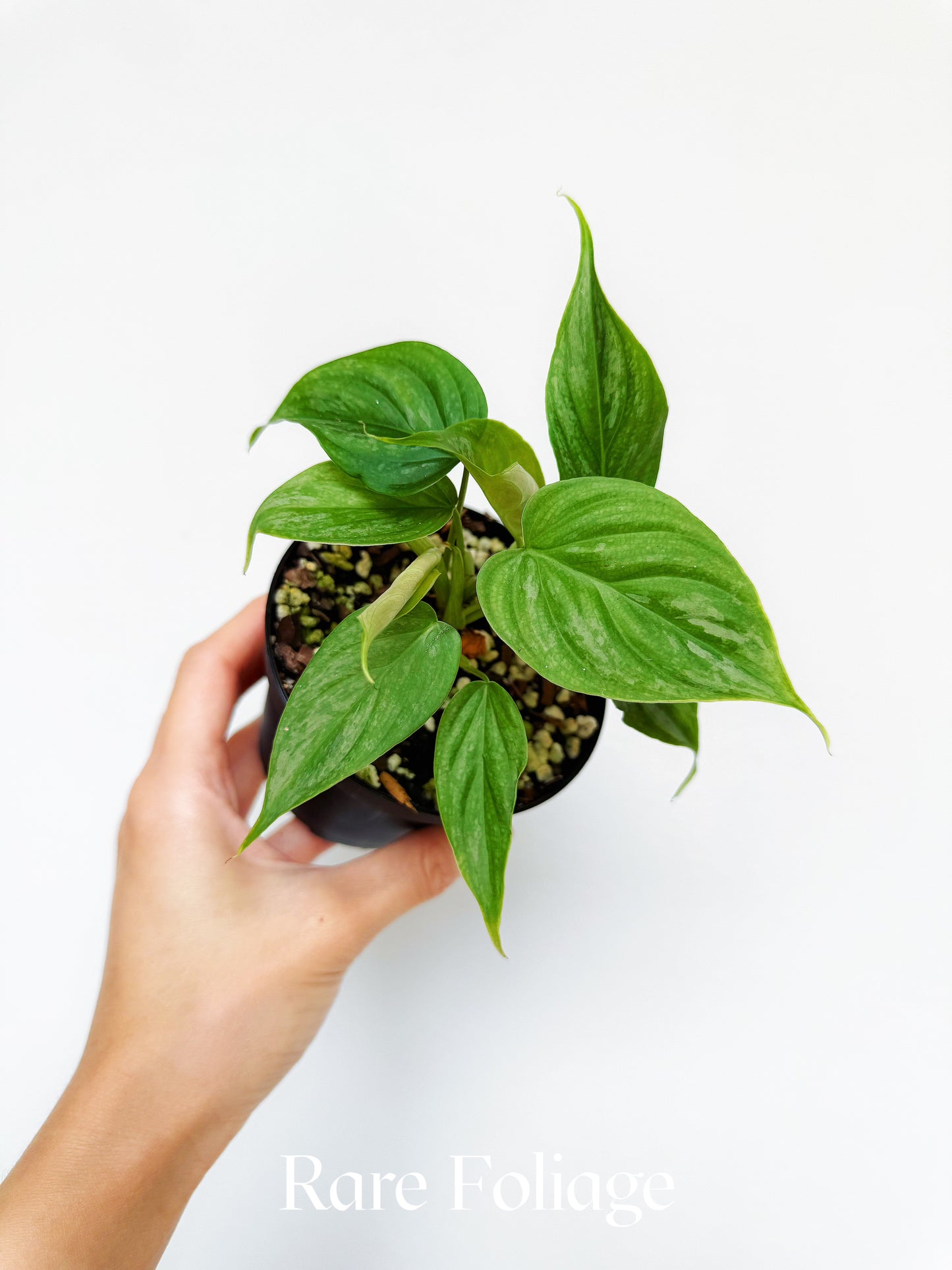 Philodendron Majestic (Verrucosum x Sodiroi) 4"
