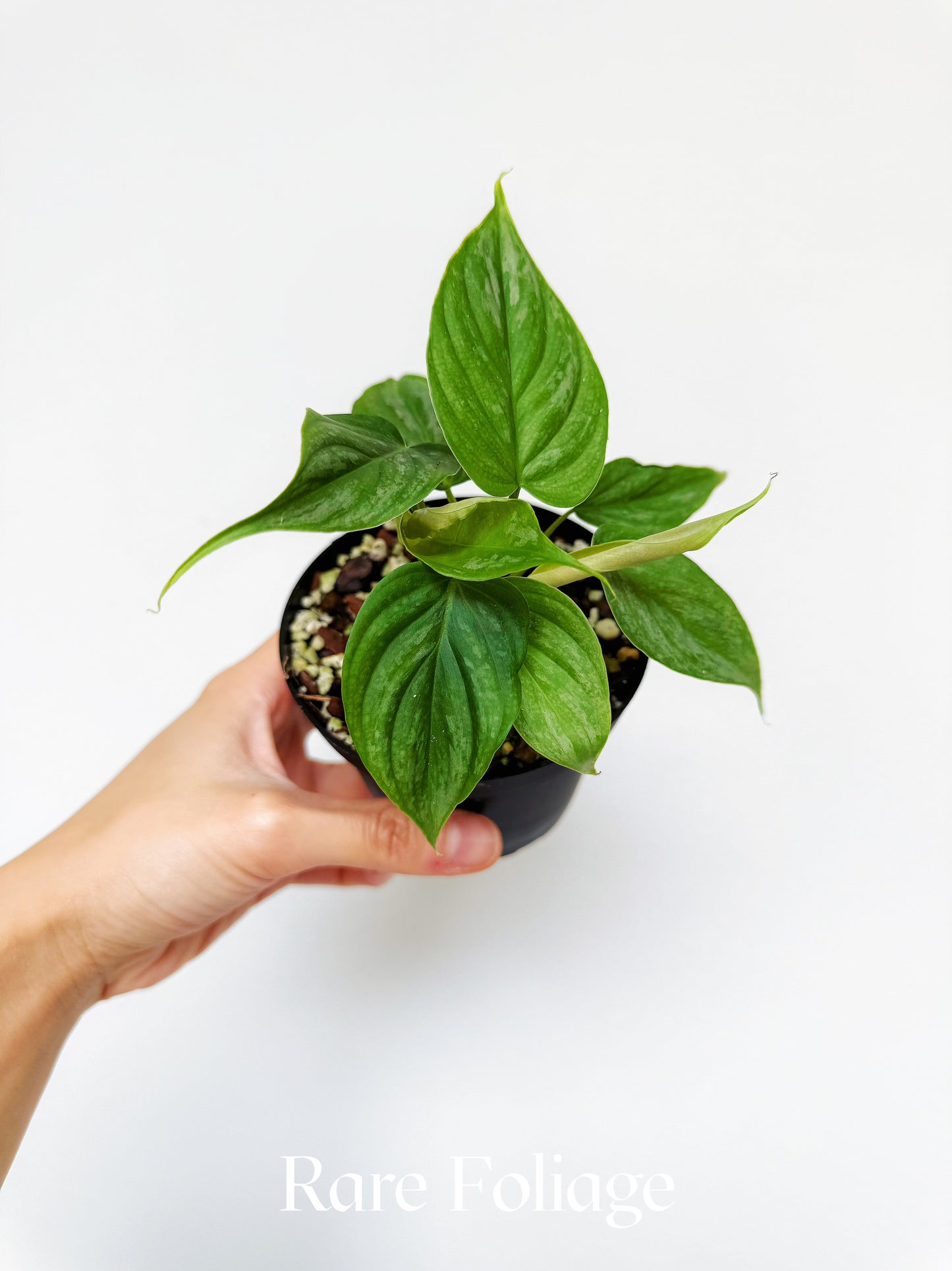 Philodendron Majestic (Verrucosum x Sodiroi) 4"
