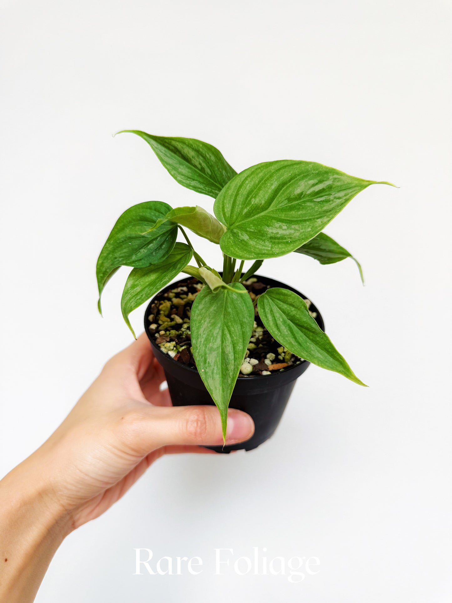 Philodendron Majestic (Verrucosum x Sodiroi) 4"