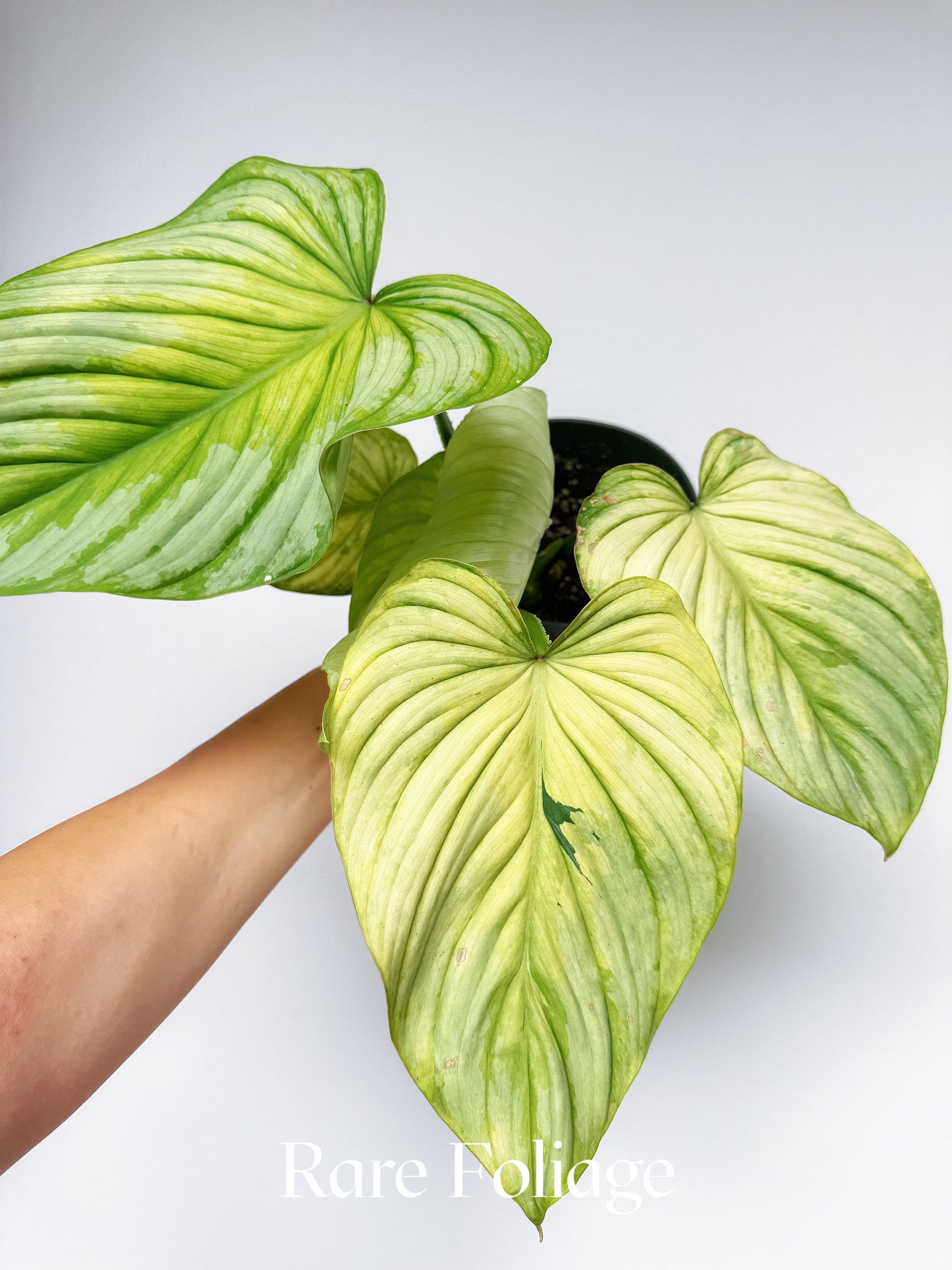 Philodendron Mamei Variegated 6" Exact Plant