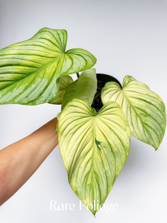 Philodendron Mamei Variegated 6" Exact Plant