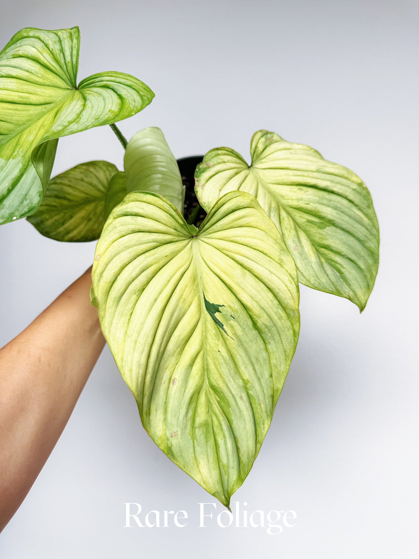 Philodendron Mamei Variegated 6" Exact Plant