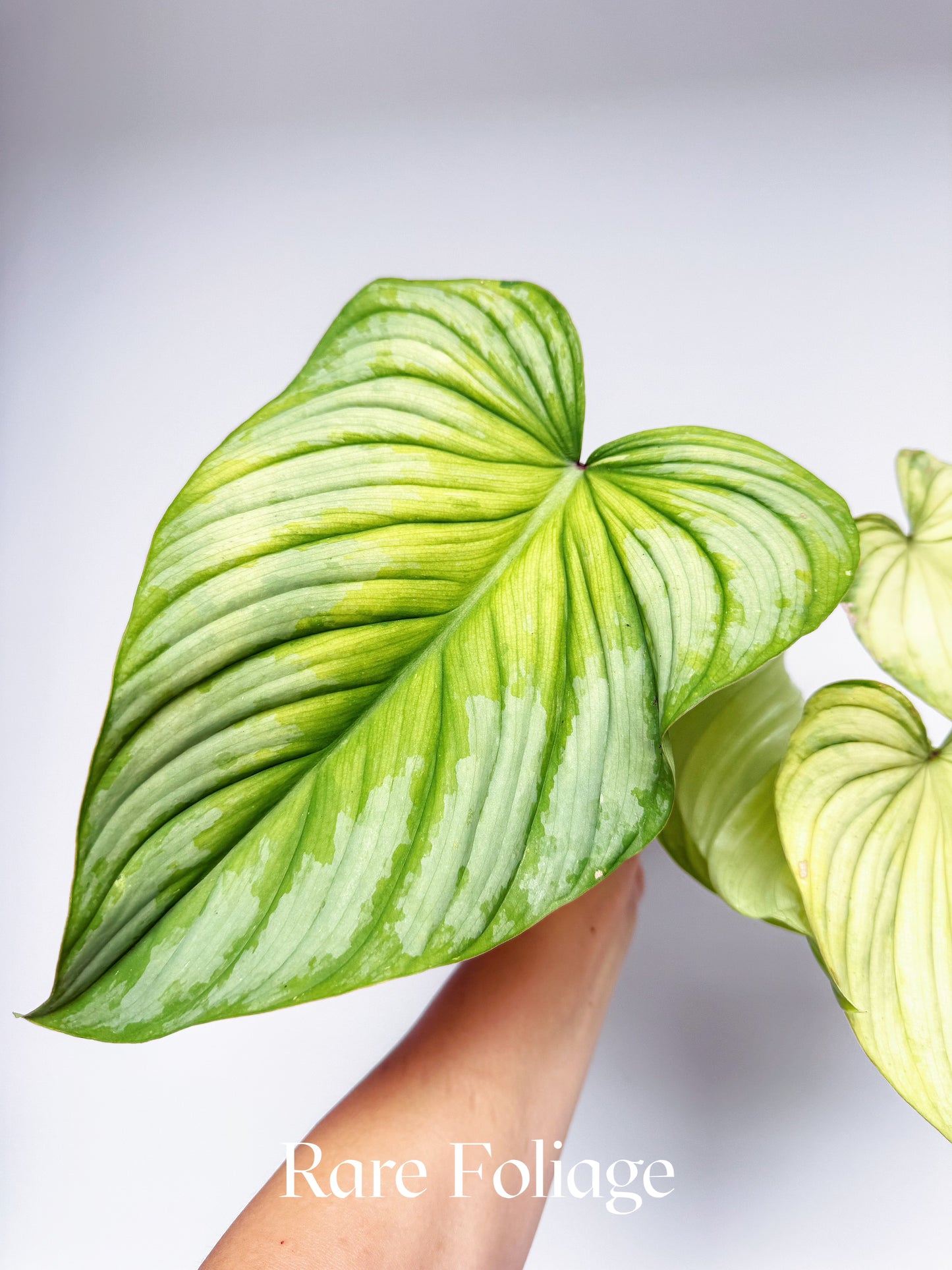 Philodendron Mamei Variegated 6" Exact Plant