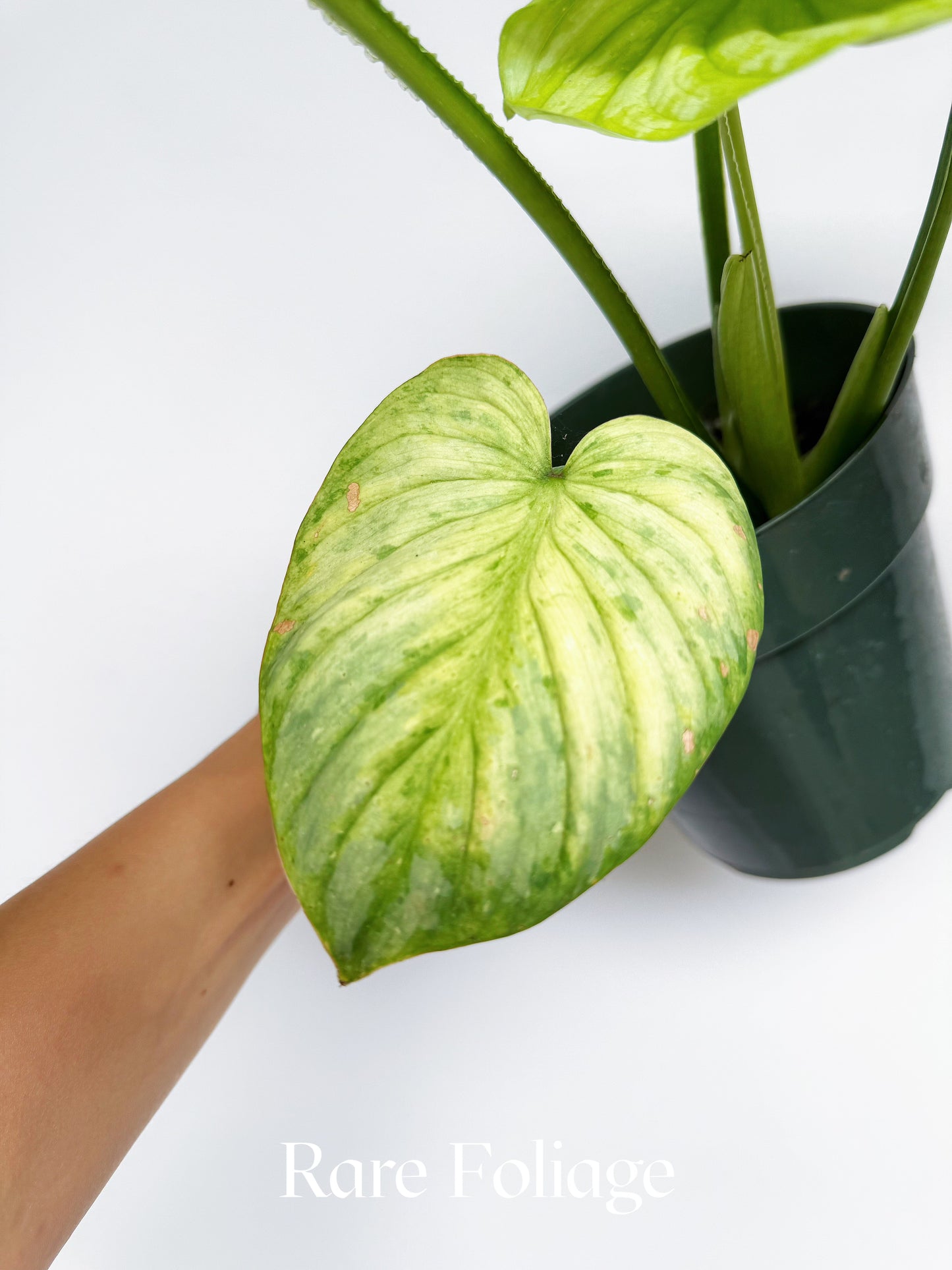 Philodendron Mamei Variegated 6" Exact Plant