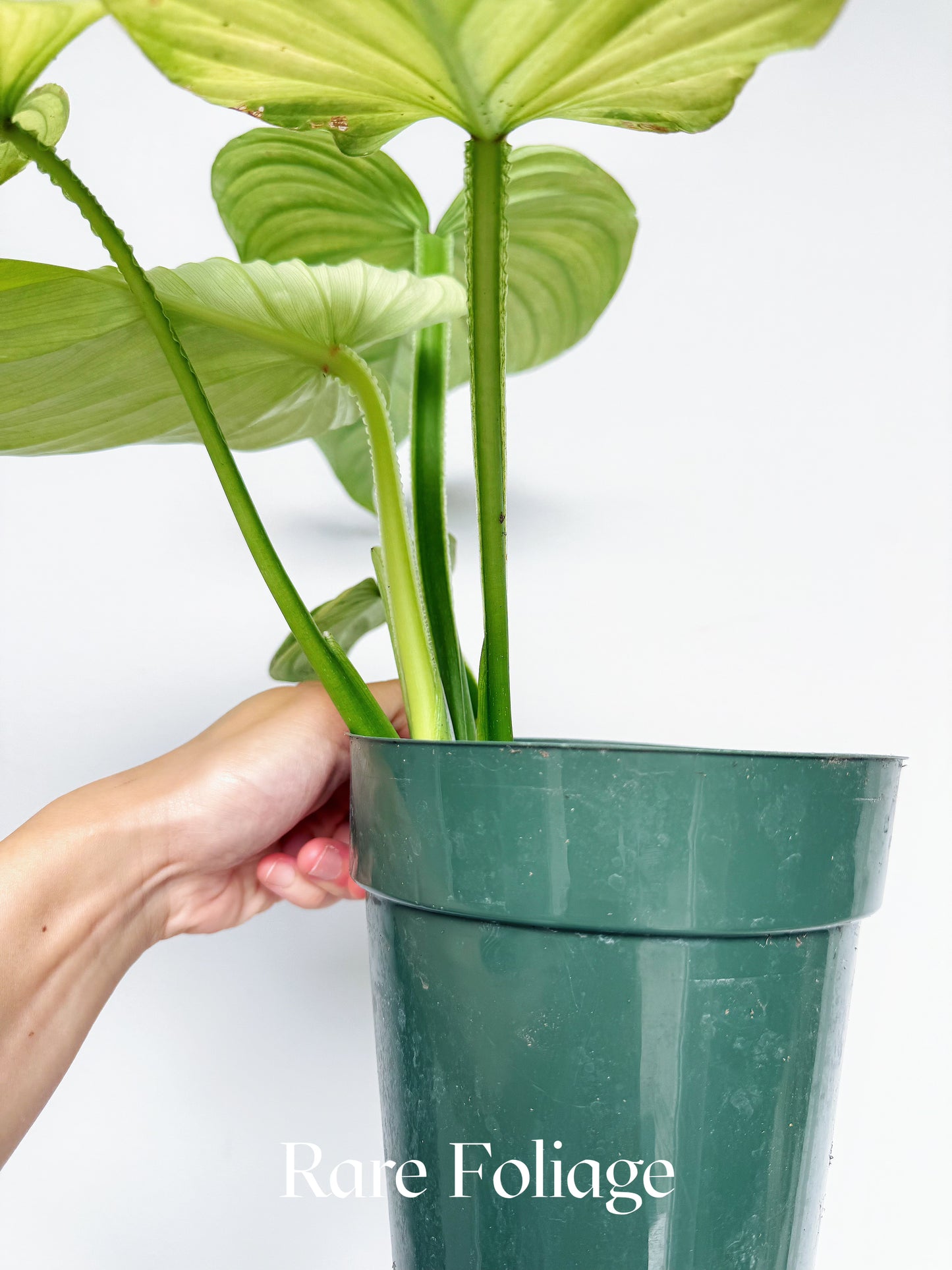 Philodendron Mamei Variegated 6" Exact Plant