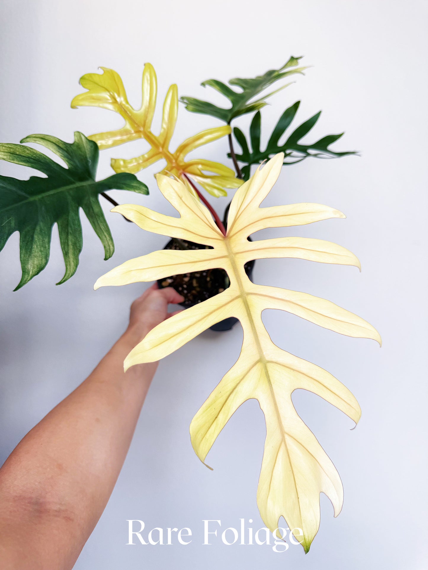 Philodendron Mayoi Variegated 6"