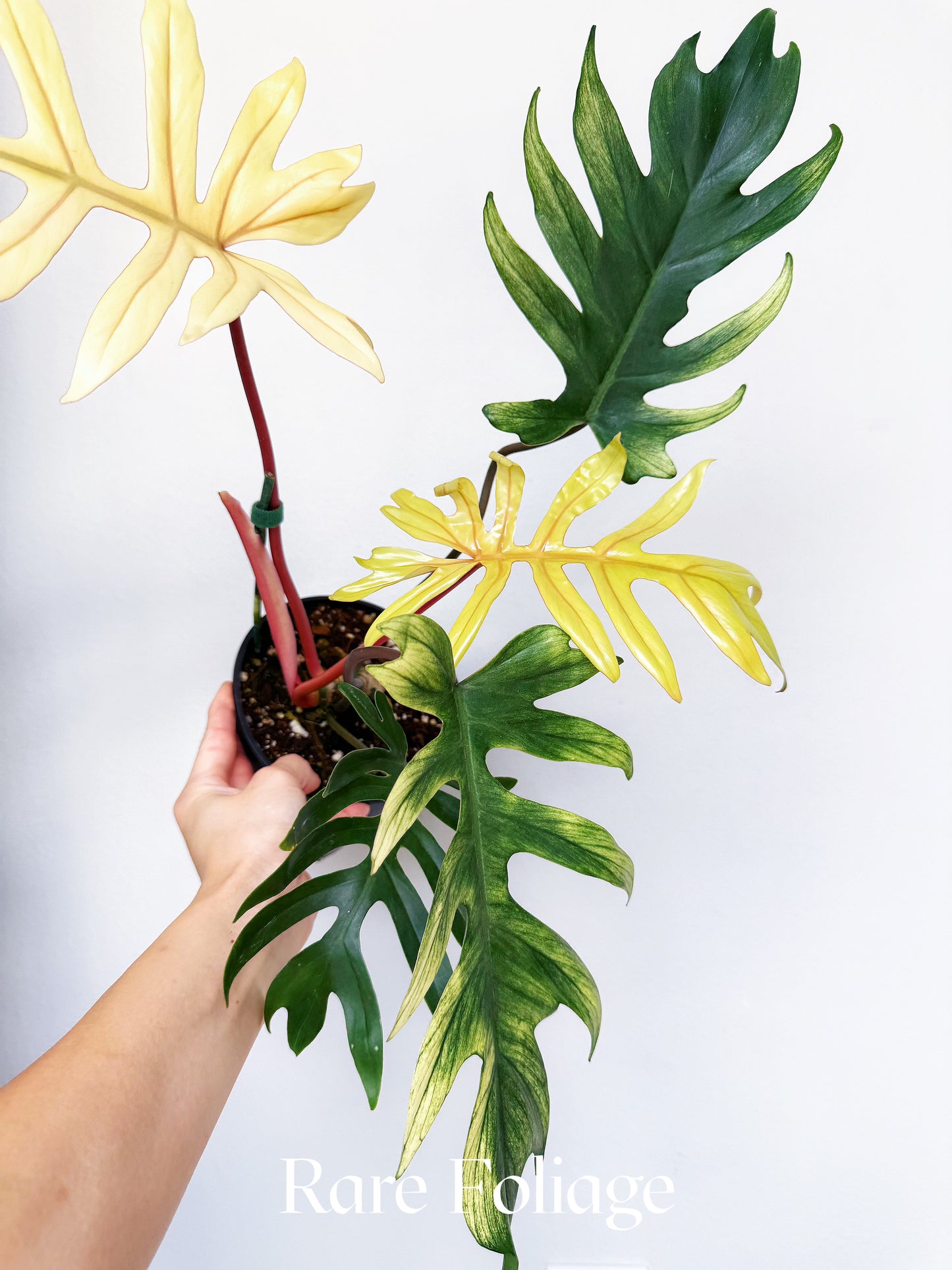 Philodendron Mayoi Variegated 6"