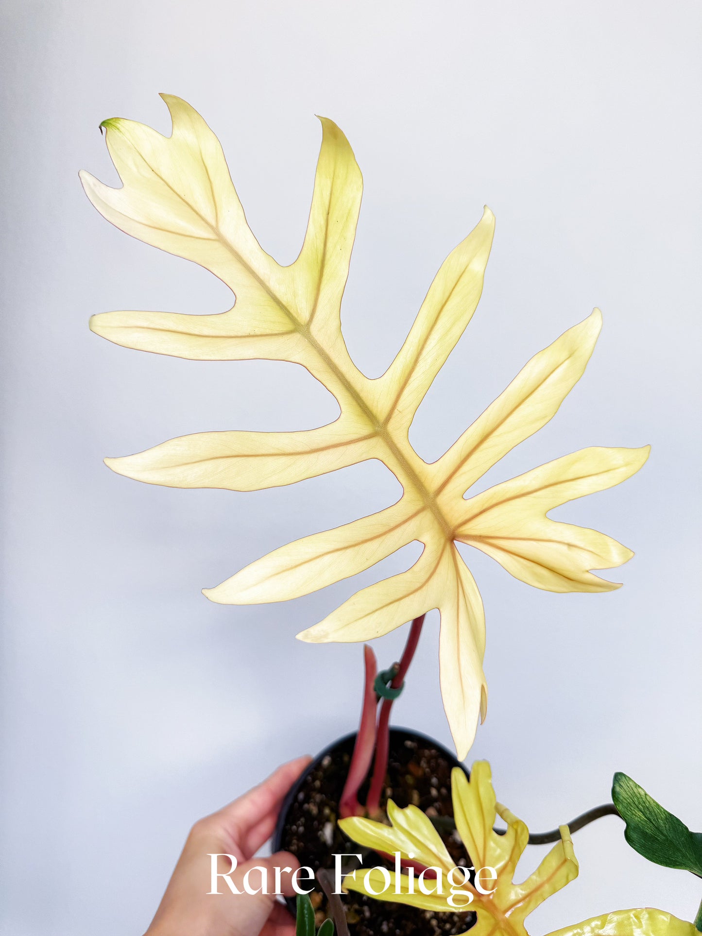 Philodendron Mayoi Variegated 6"