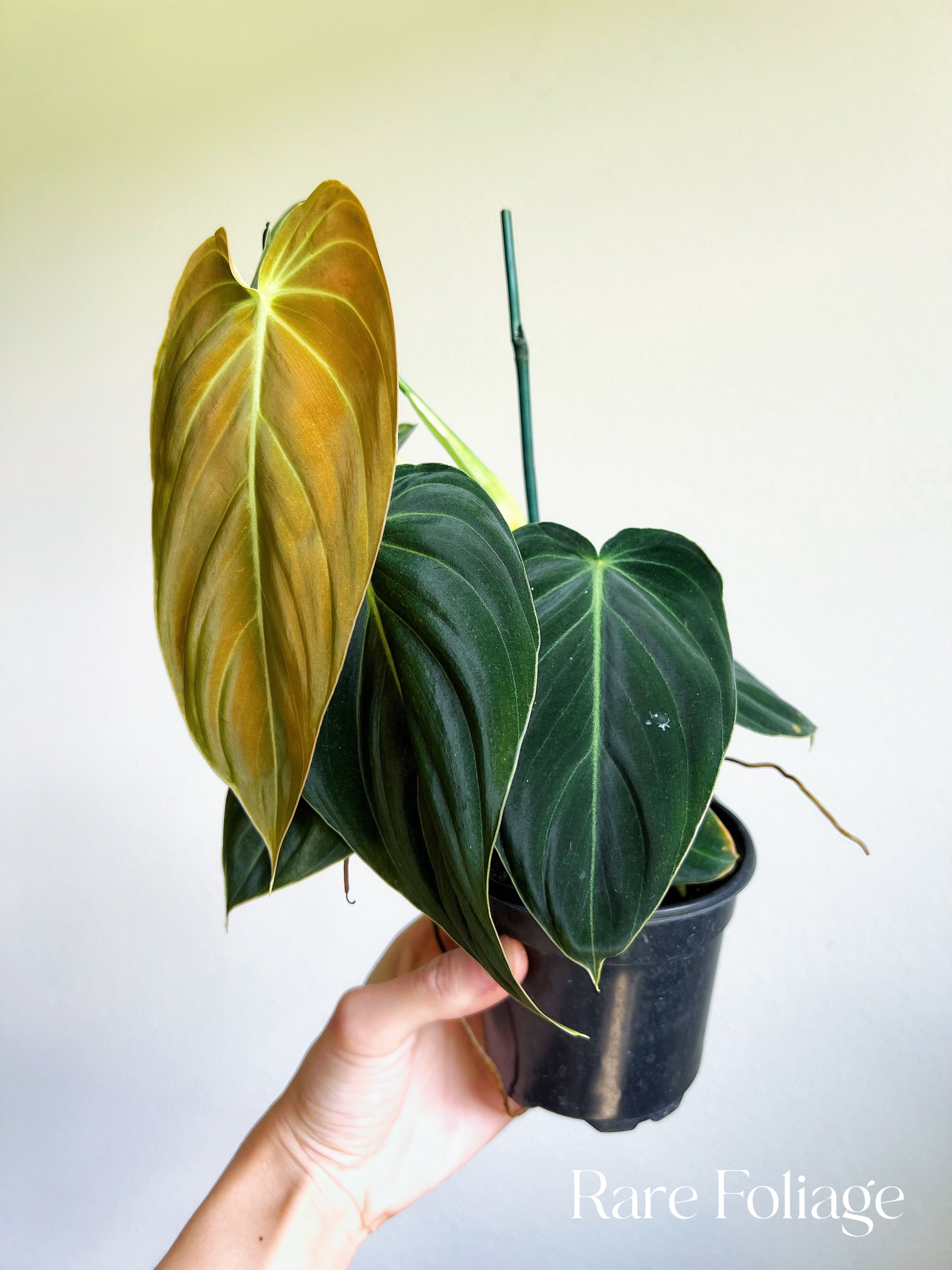 philodendron melanochrysum ebay Philodendron Melanochrysum 4" – Rare Foliage Plant Co