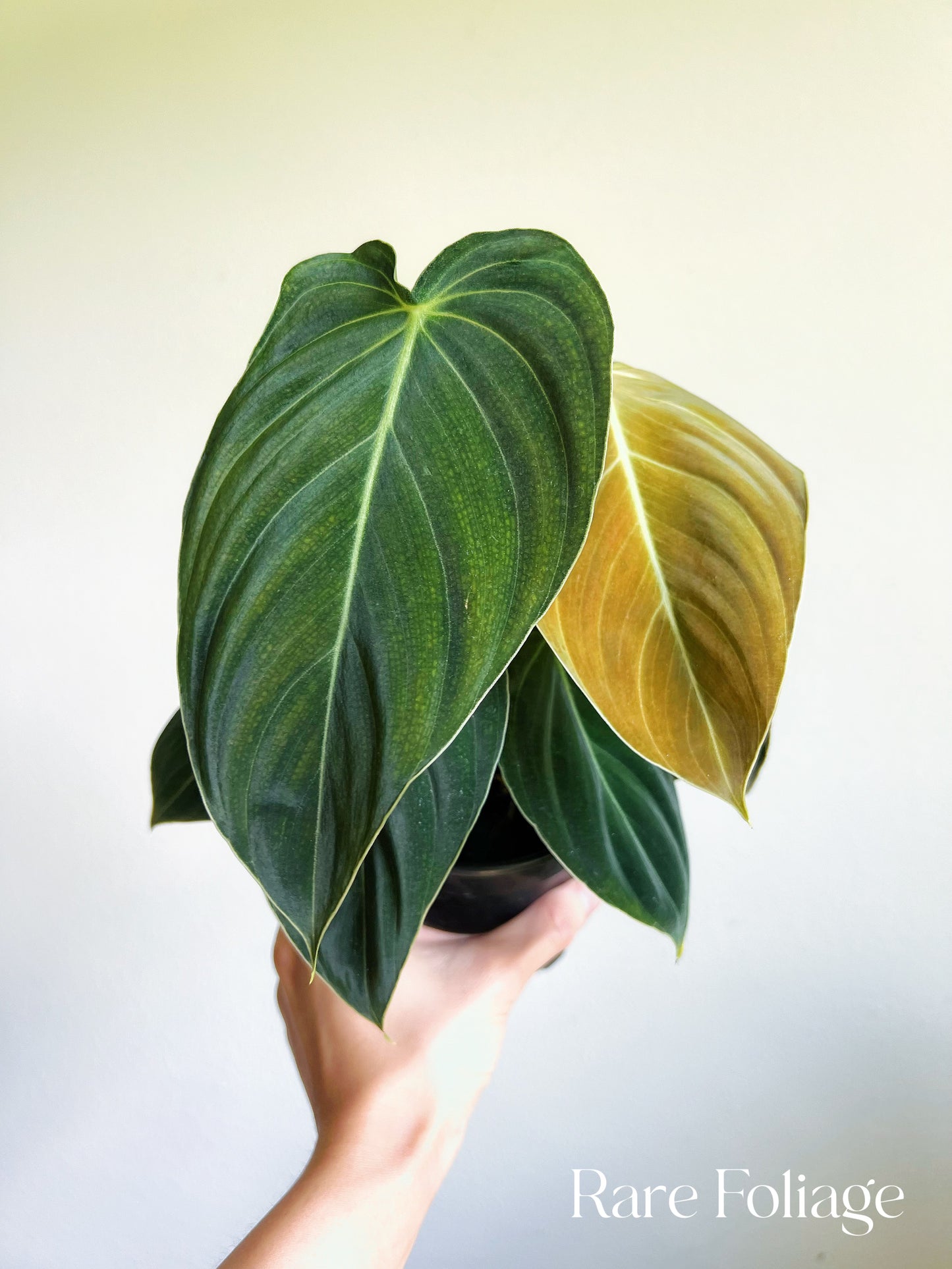 Philodendron Melanochrysum 4"